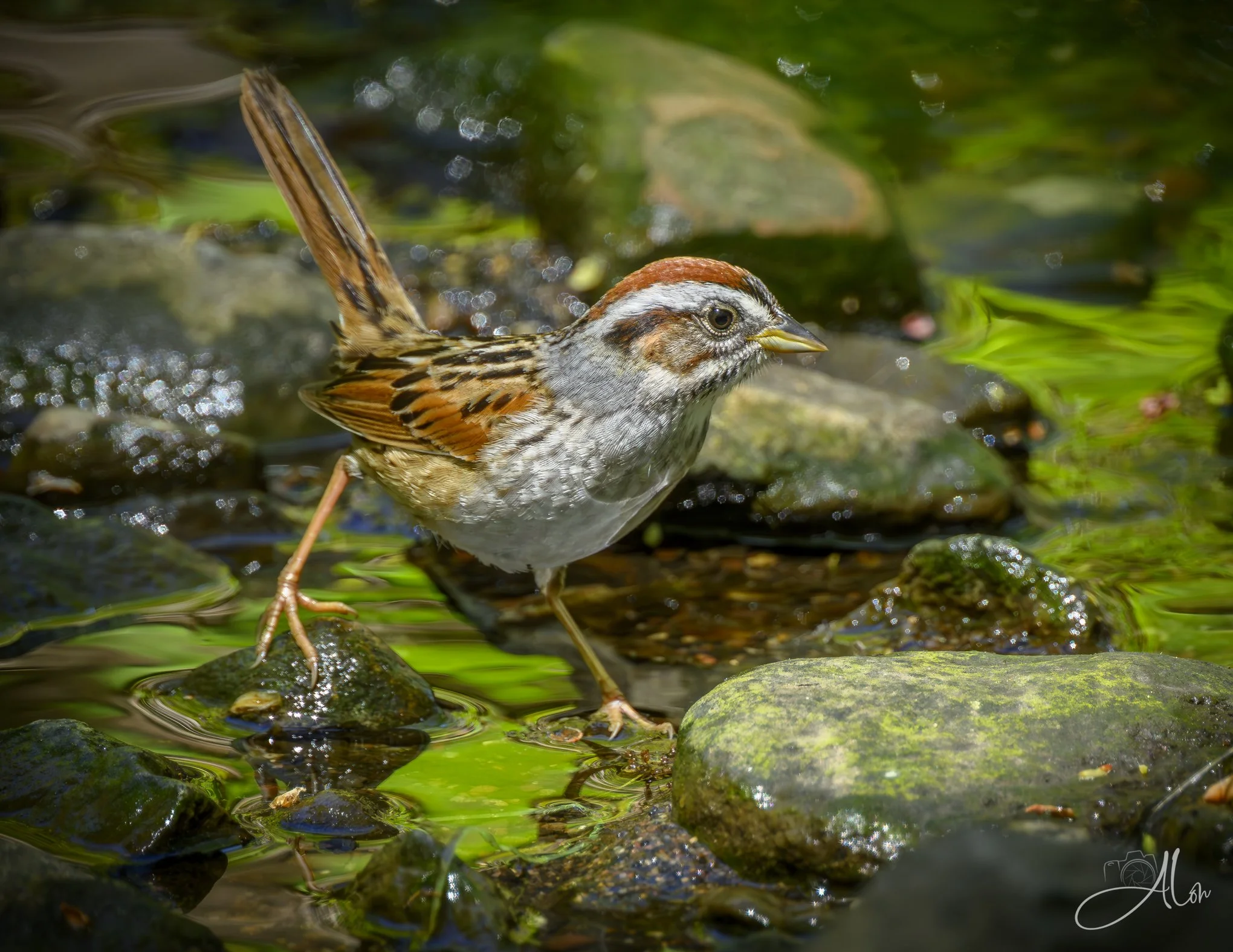 Confident Agility
(Swamp Sparrow)
0Z86768
