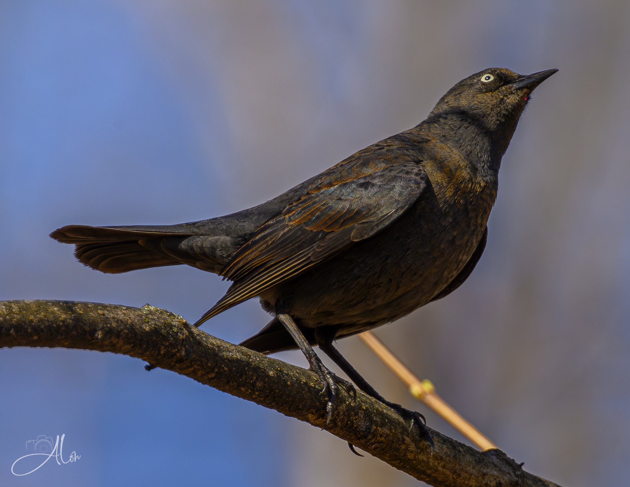 Paralytics
(Rusty Blackbird)
0Z81971
