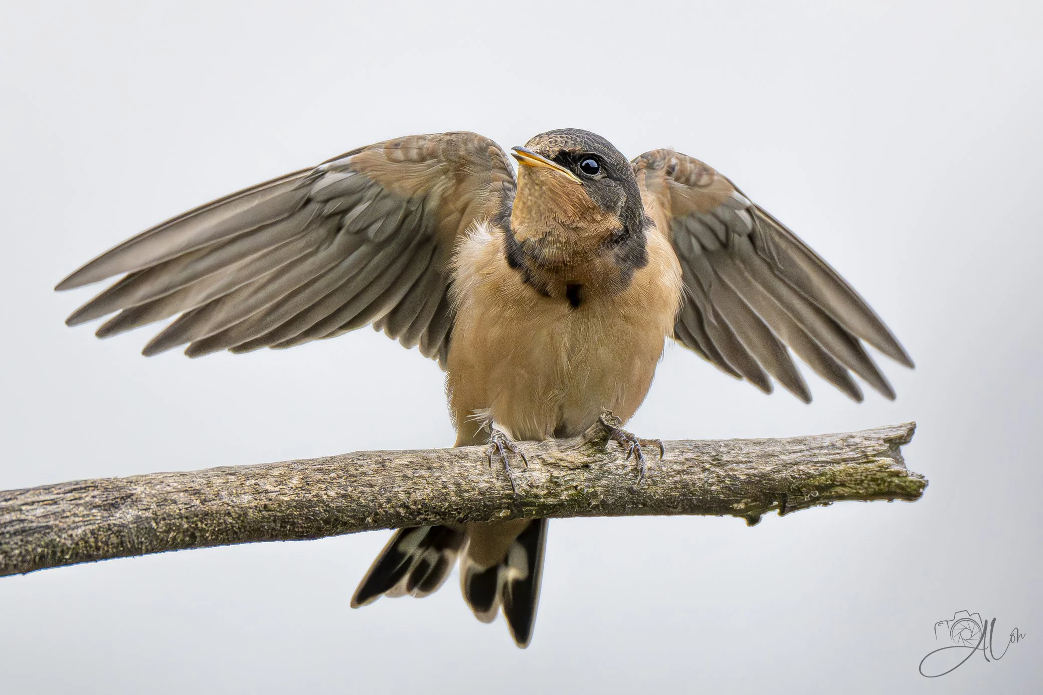 My Eagle Imitation
(Barn Swallow)
0Z83736
