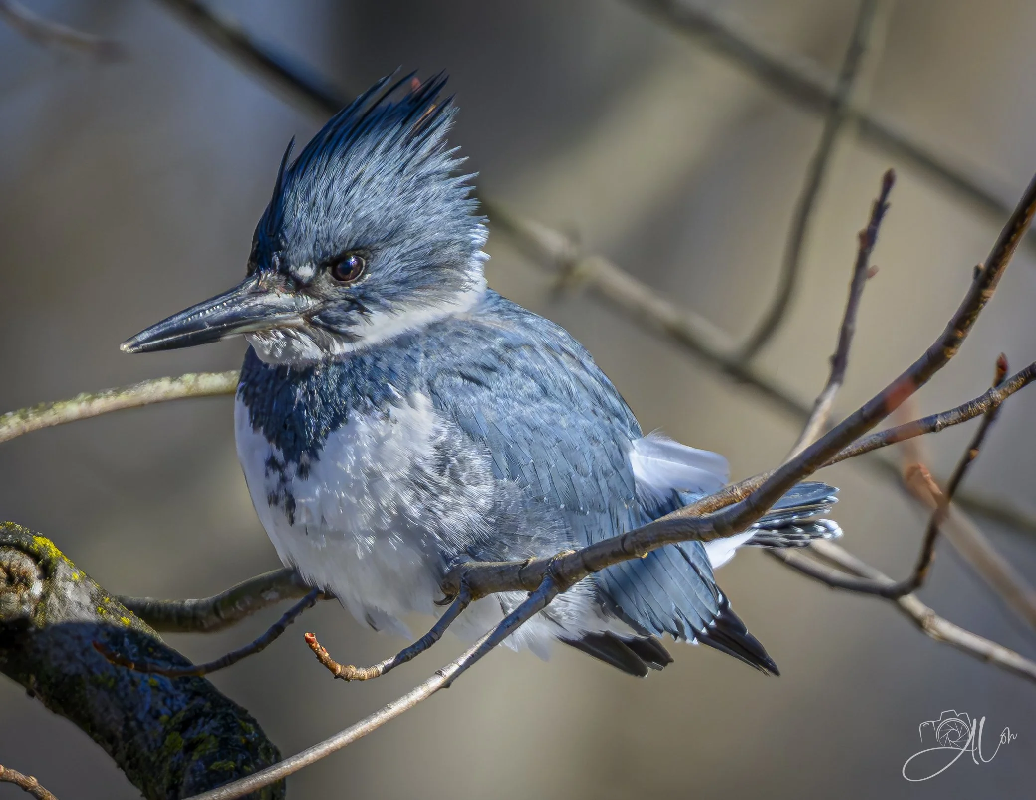 Sourpuss
(Belted Kingfisher)
0Z85538