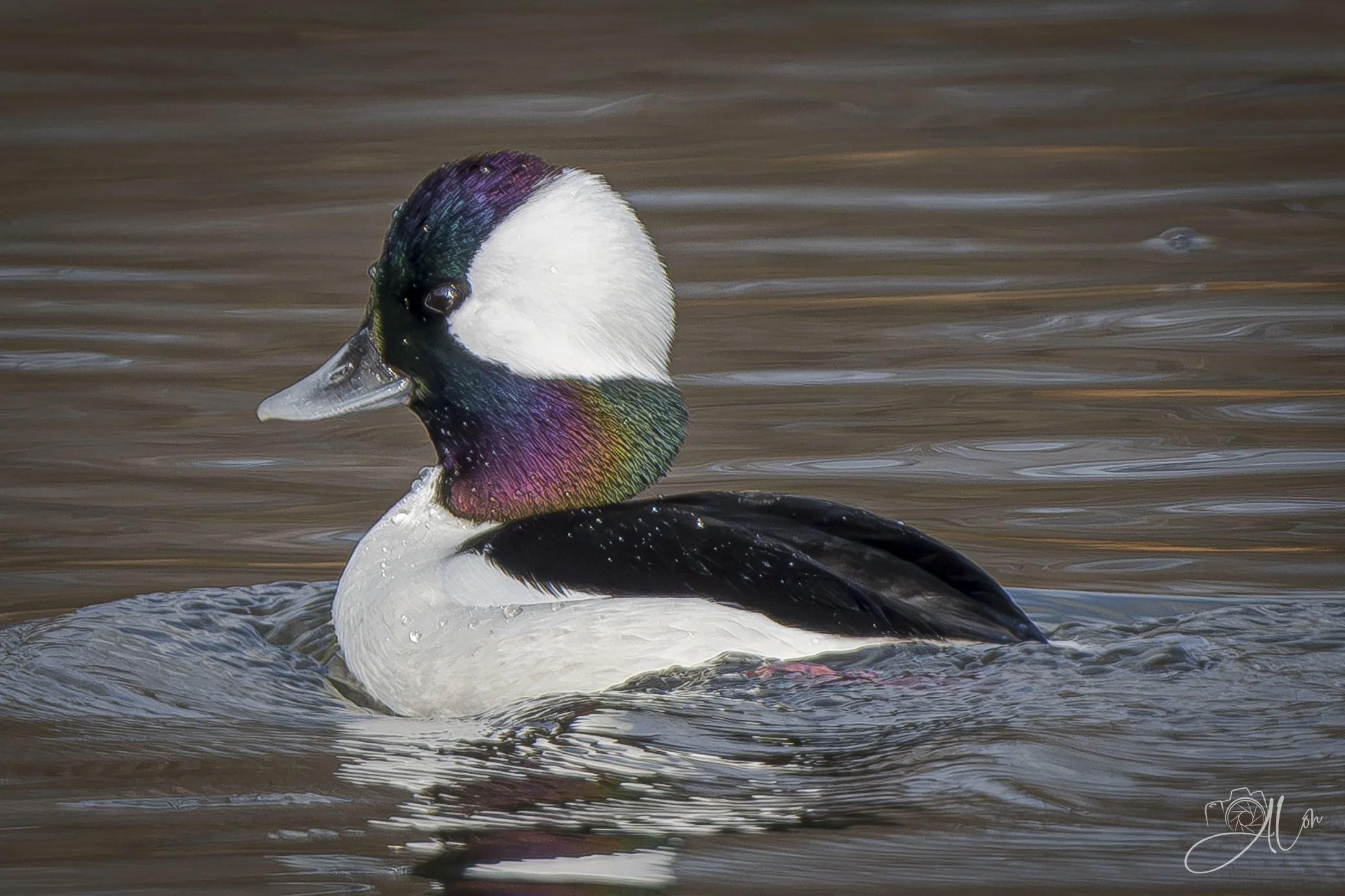 Iridescence
(Bufflehead)
0Z84420