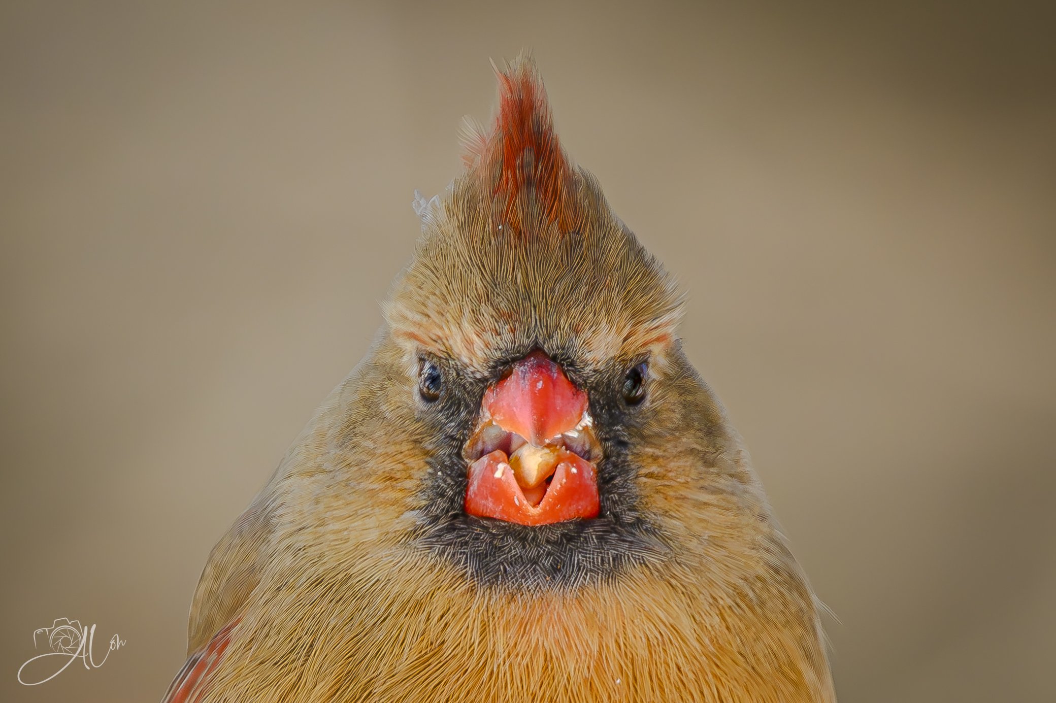 Xena
(Northern Cardinal)
0Z82058