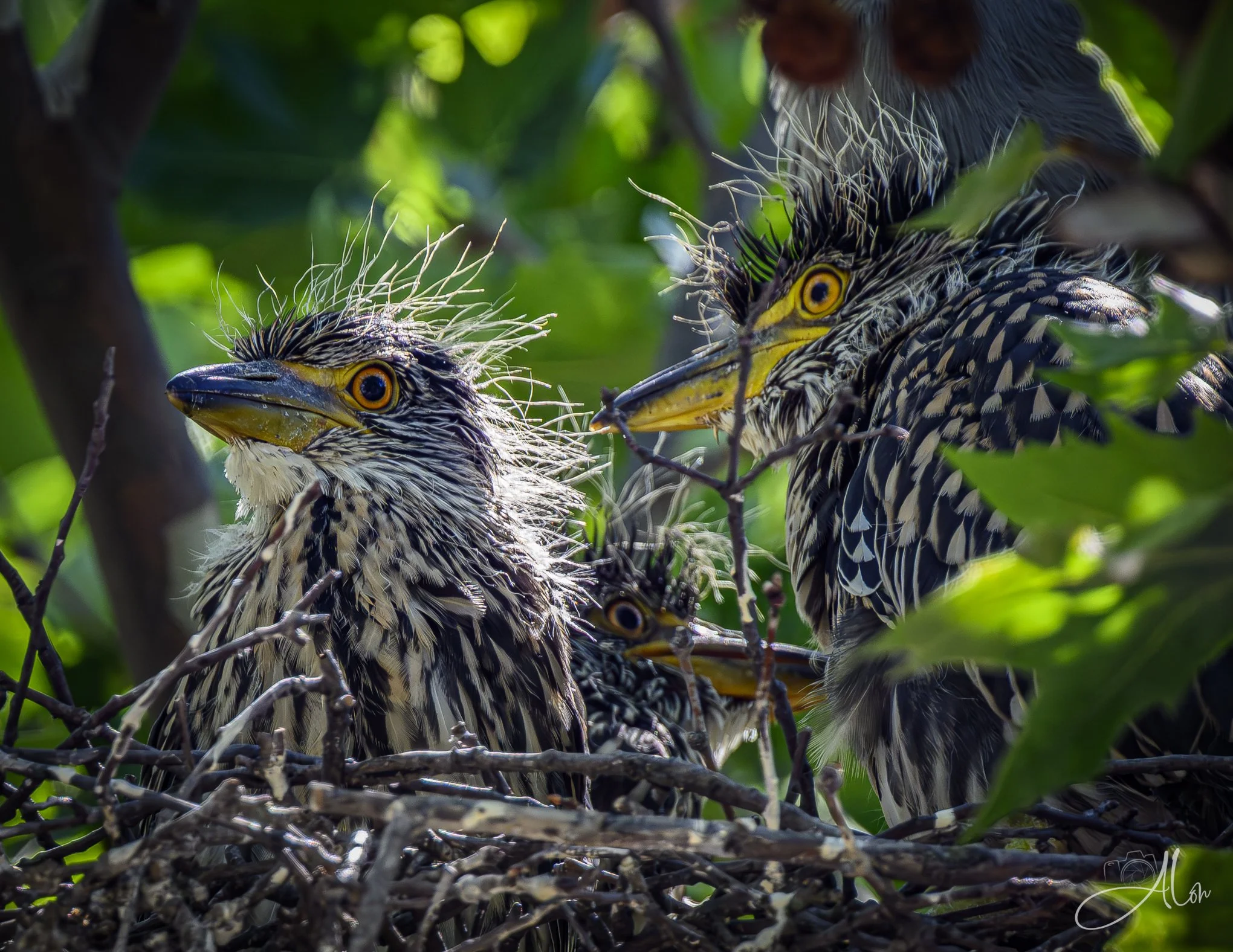 The Committee (Yellow-Crowned Night Herons) Z8062026_6866