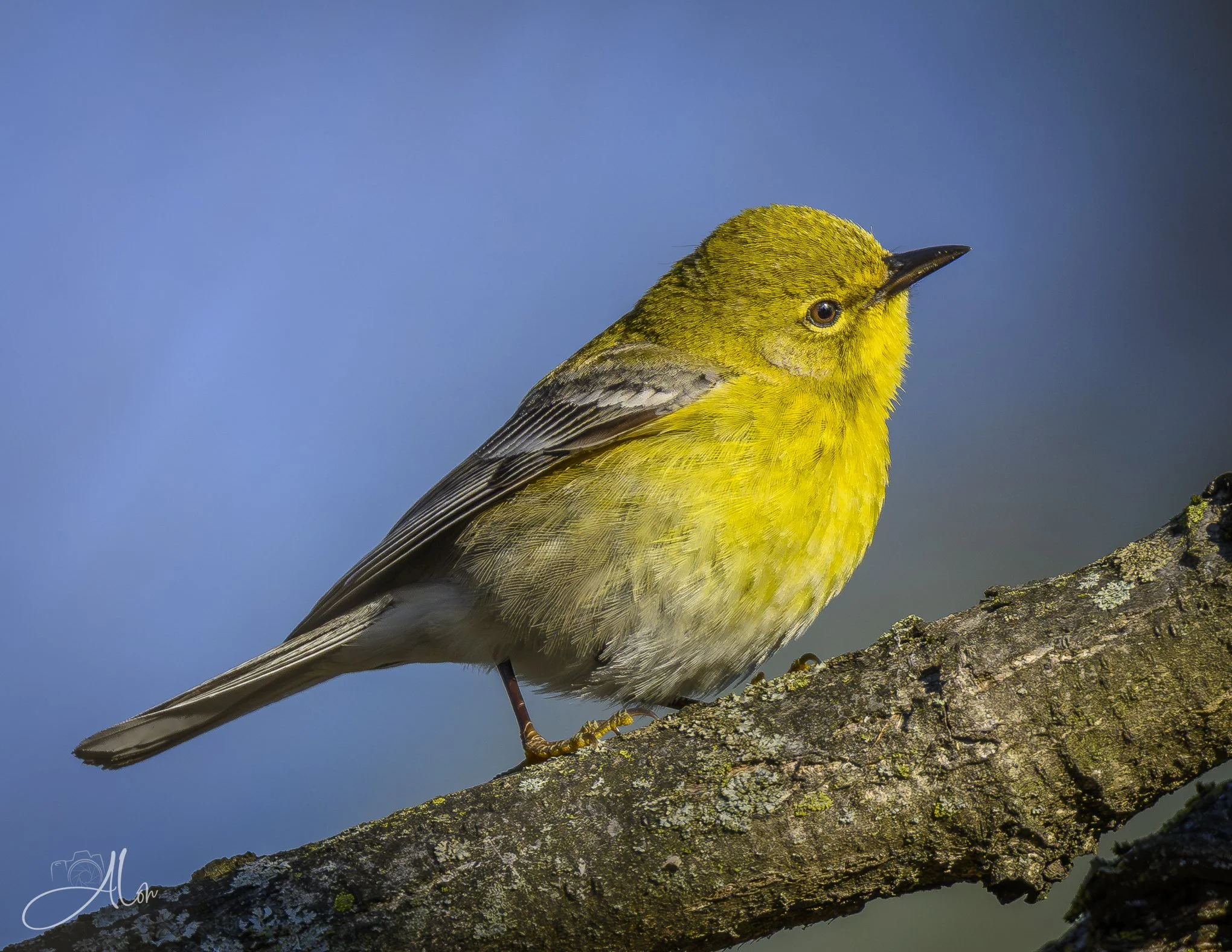 Pensive
(Pine Warbler)
0Z80176
