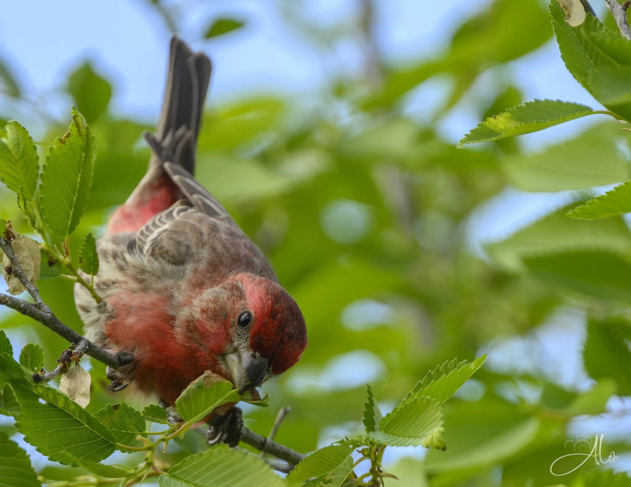 (House Finch)
0Z81260