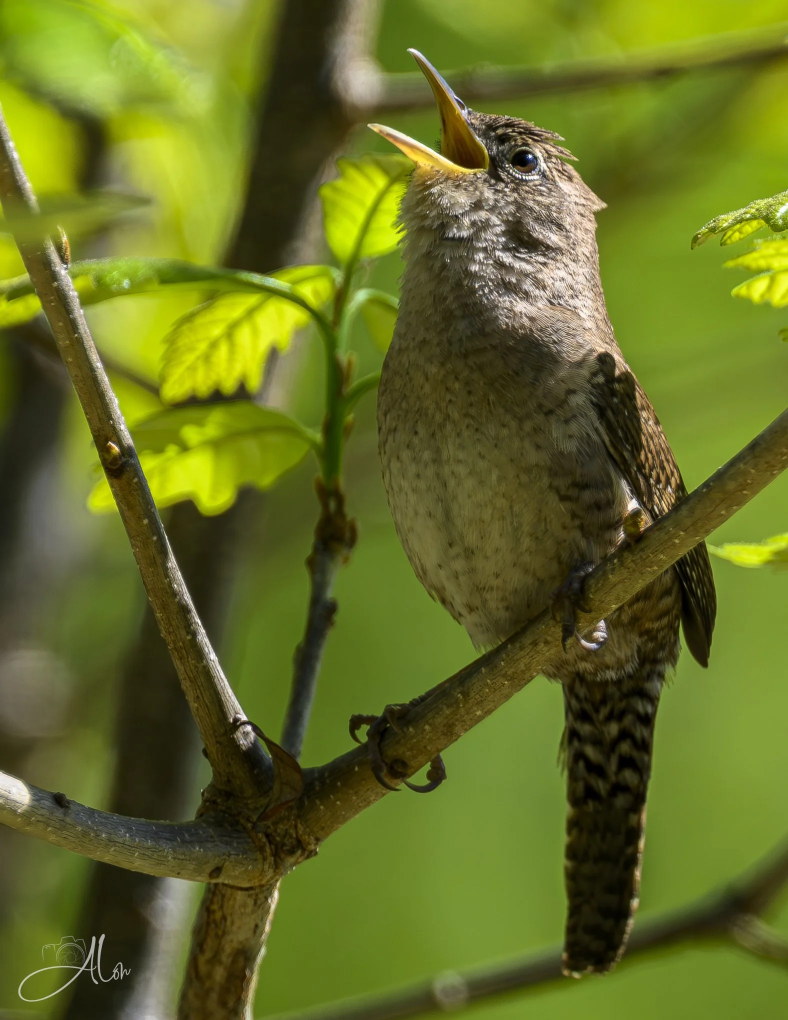 Where's My Soulmate?
(Eastern House Wren)
0Z87295