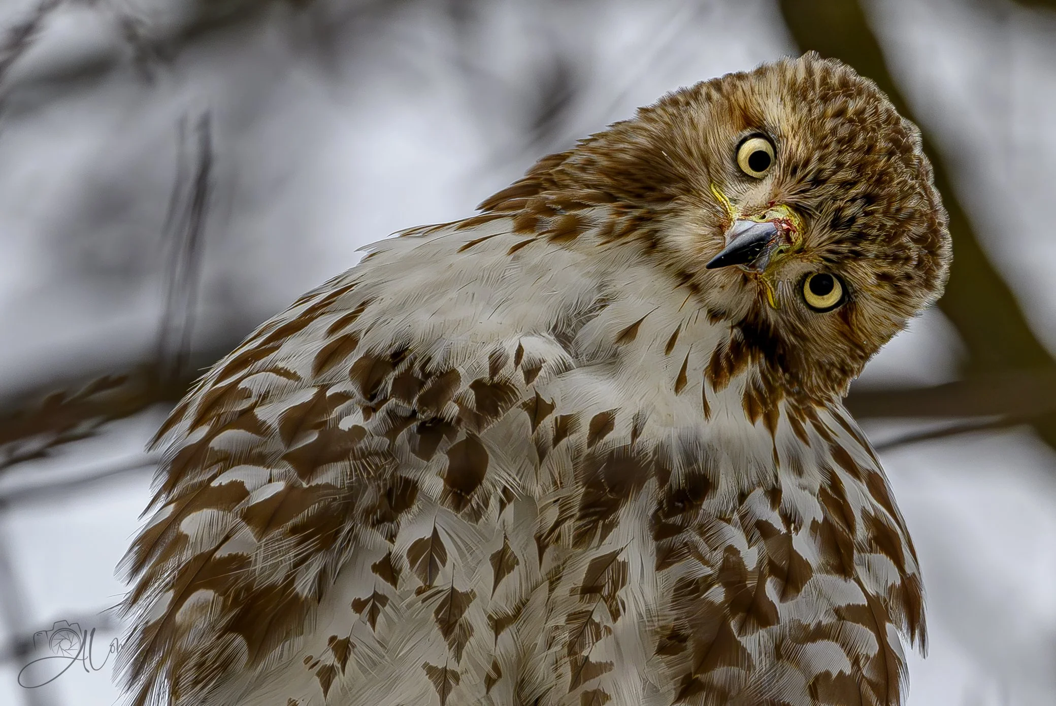 Imitation of a Dog
(Red-Tailed Hawk)
0Z81977