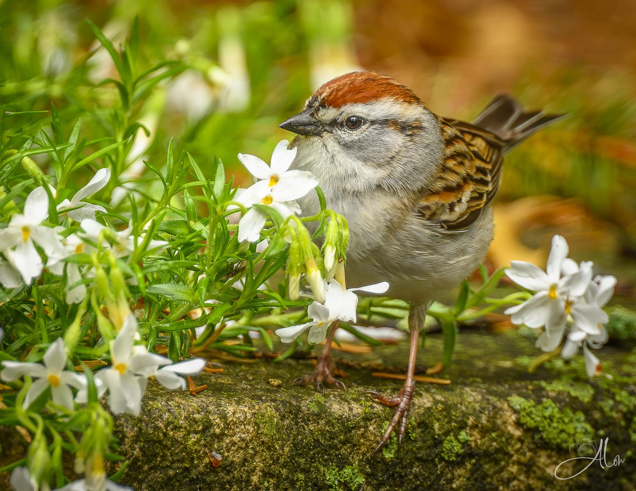 A Flowery Feast
(Chipping Sparrow)
0Z84148