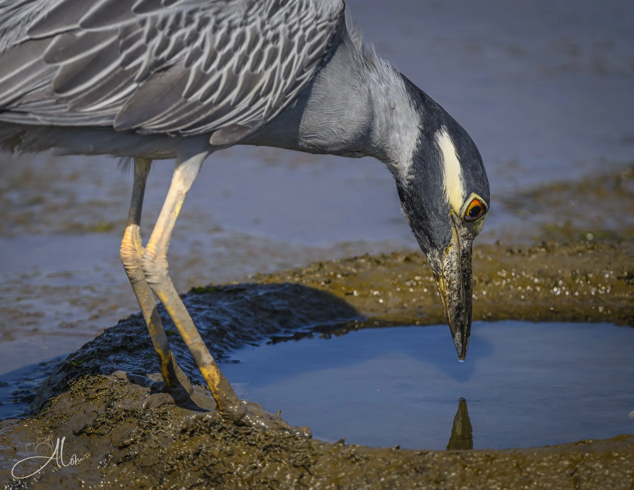 Mirror Mirror in the Tire (Yellow-Crowned Night Heron) Z8070326_5283