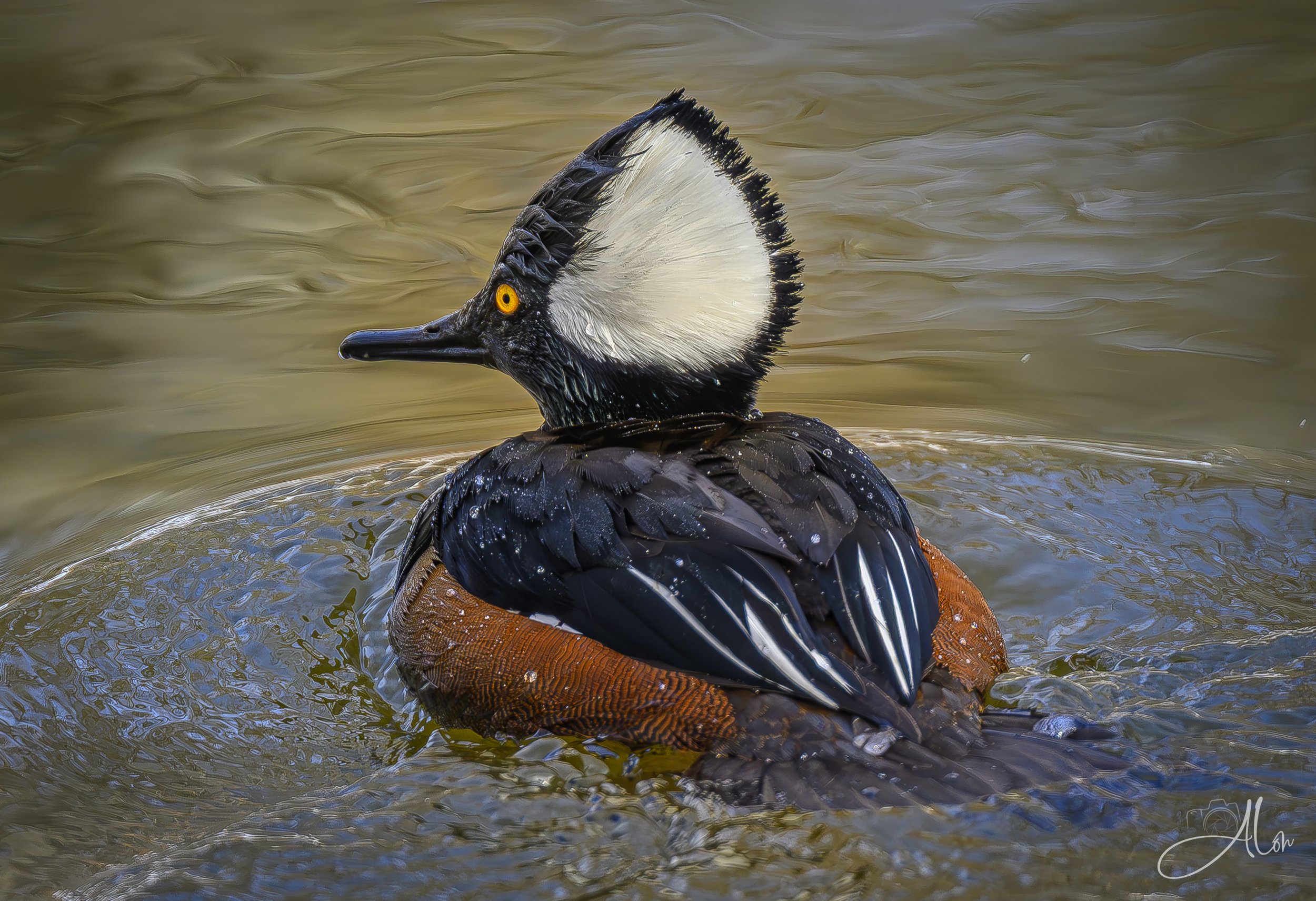 Crown of Creation (Hooded Merganser) 0Z80881