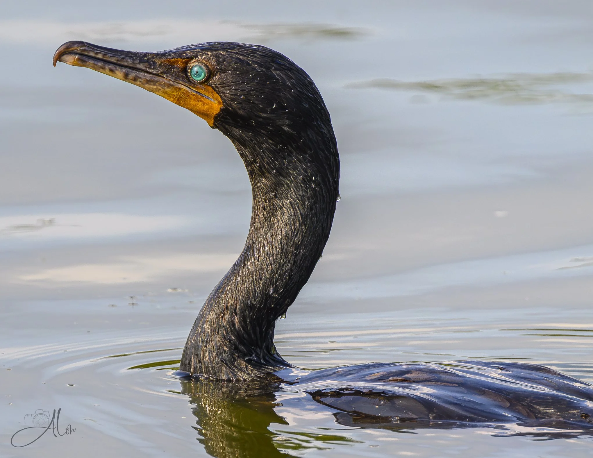 Lochness (Double-Crested Cormorant) Z8062926_7168