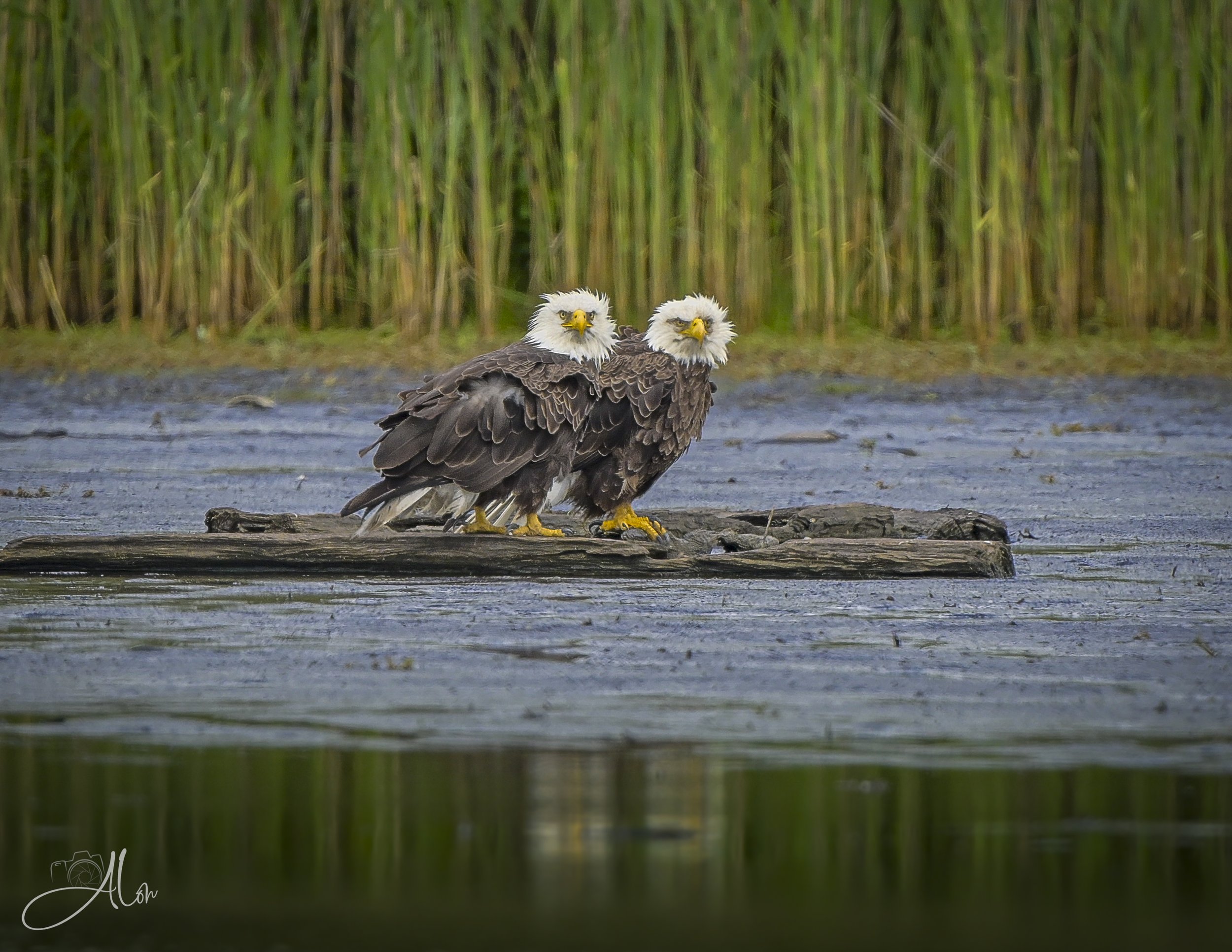 Bald Eagles