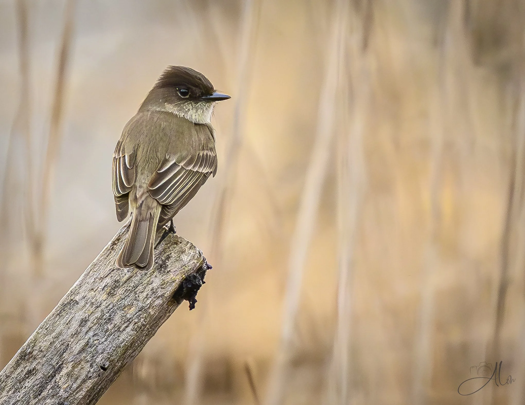 Early Arrival
(Eastern Phoebe)
0Z84010