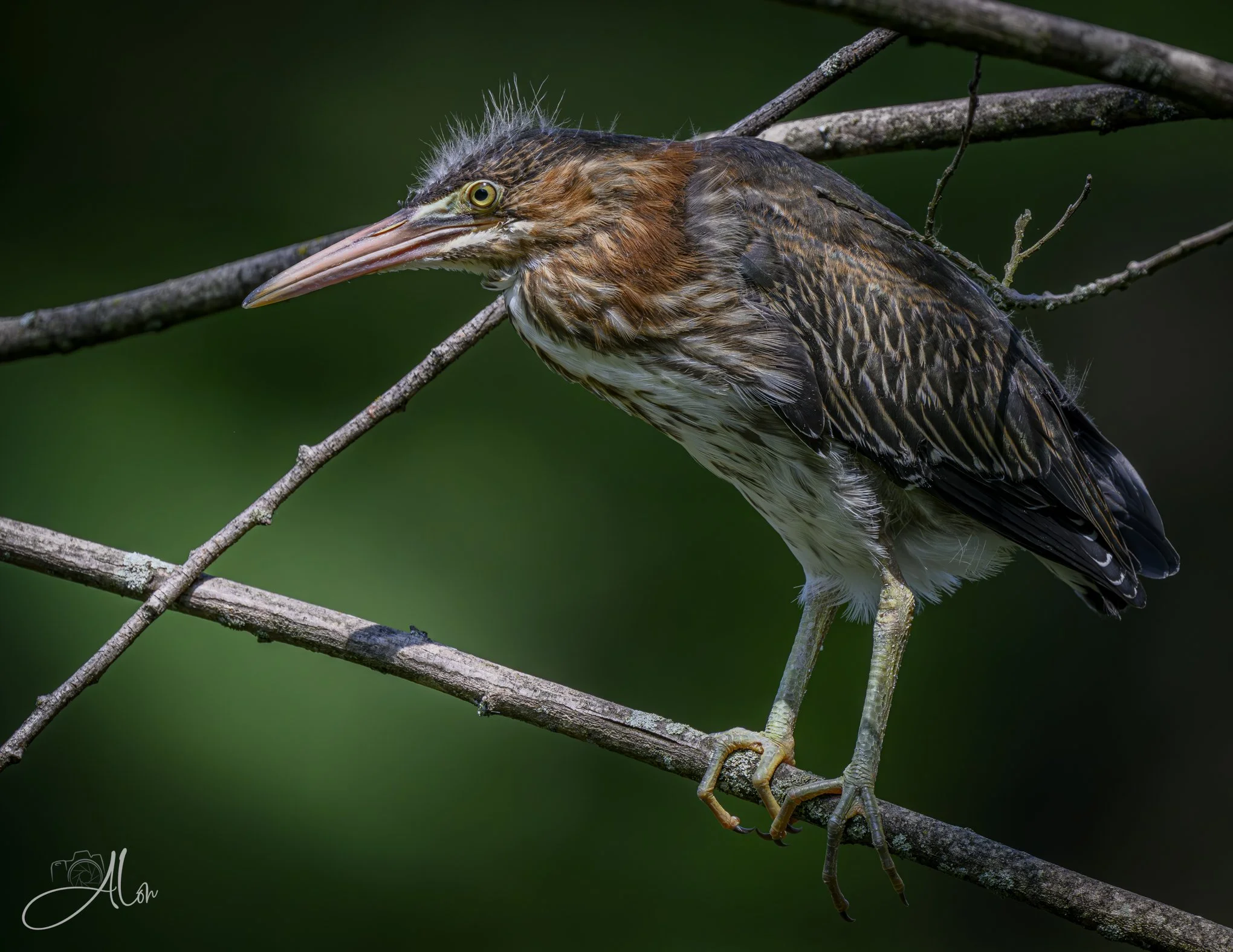 Just Peachy (Green Heron) 20260711_0244