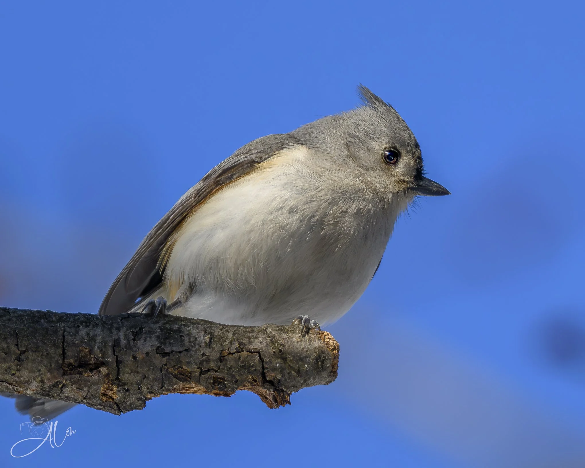 Lean Into It
(Tufted Titmouse)
0Z88727