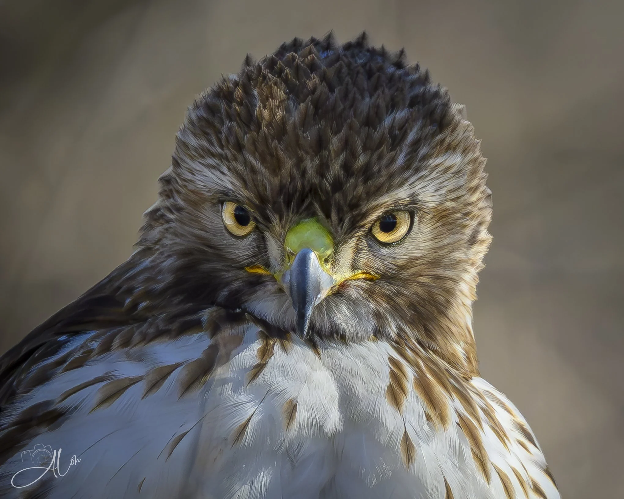 Penetrating Gaze
(Red-Tailed Hawk)
0Z89132