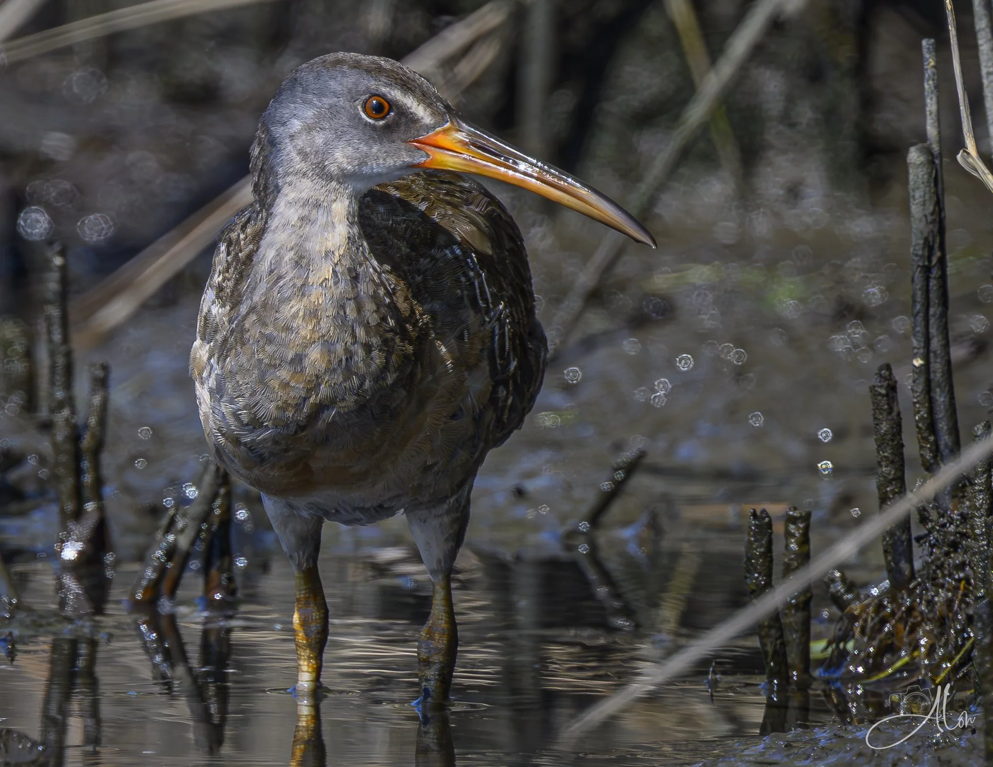 The Good Side (Clapper Rail) Z8070426_9436