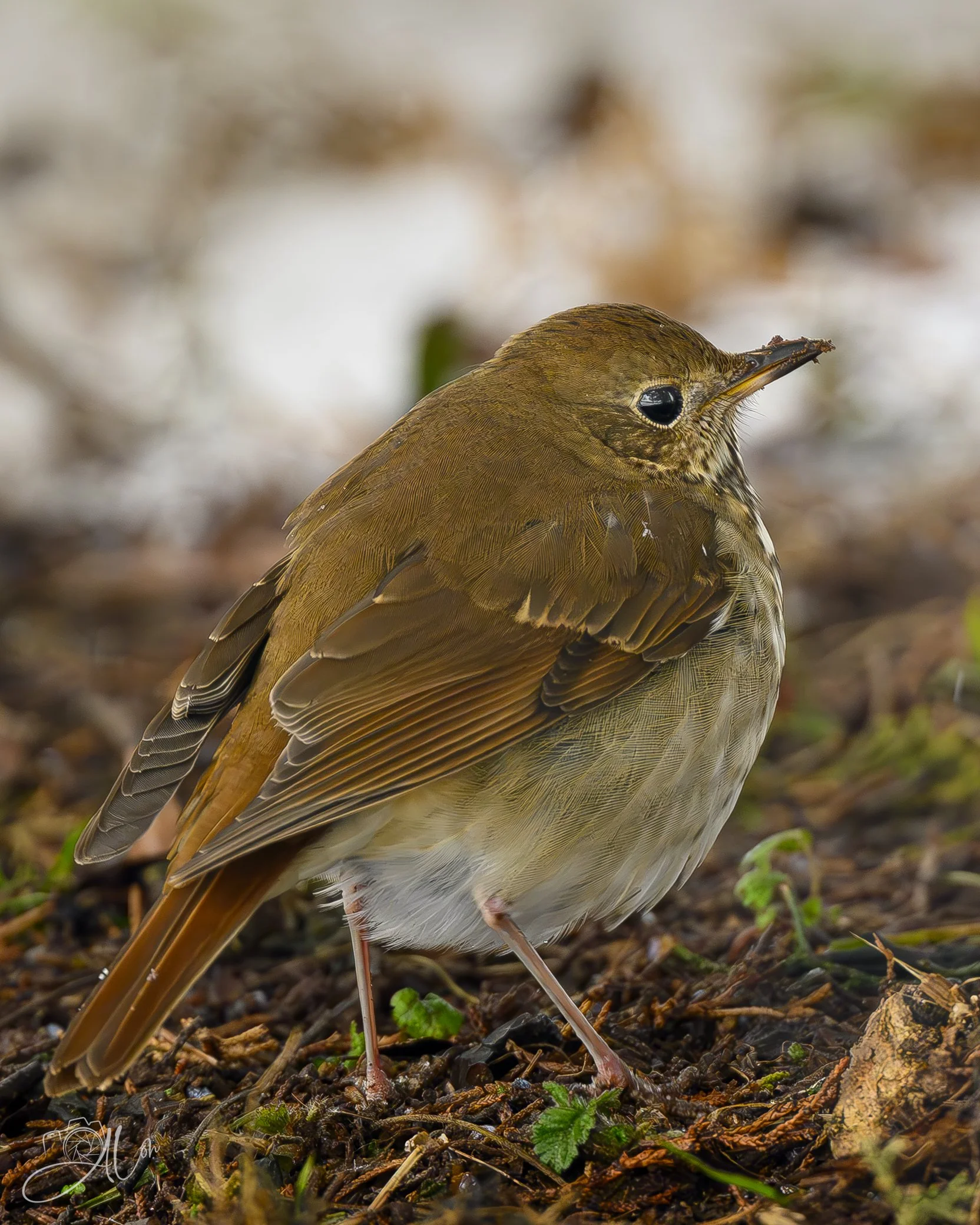 I Hate Cilantro
(Hermit Thrush)
0Z84695