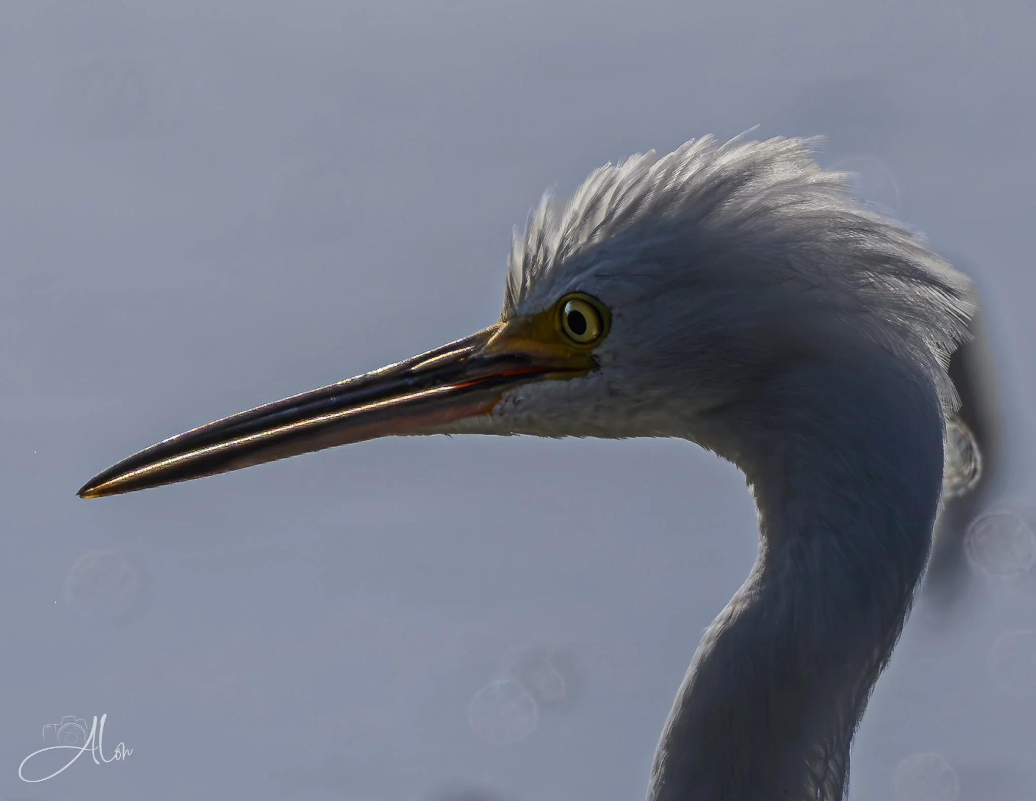 _0Z82094.jpg