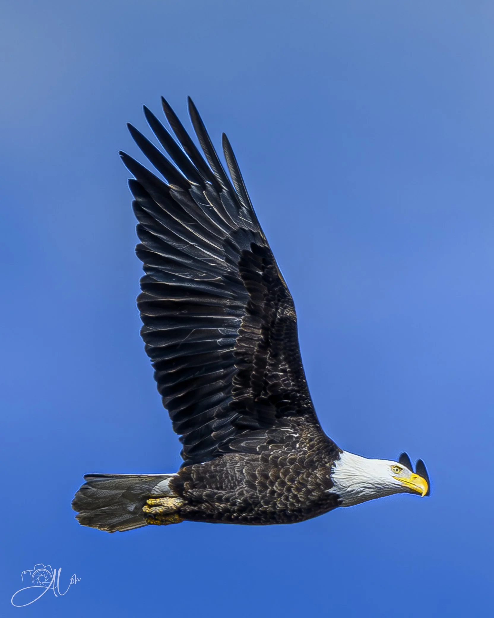 Spread-Em!
(Bald Eagle)
0Z80758