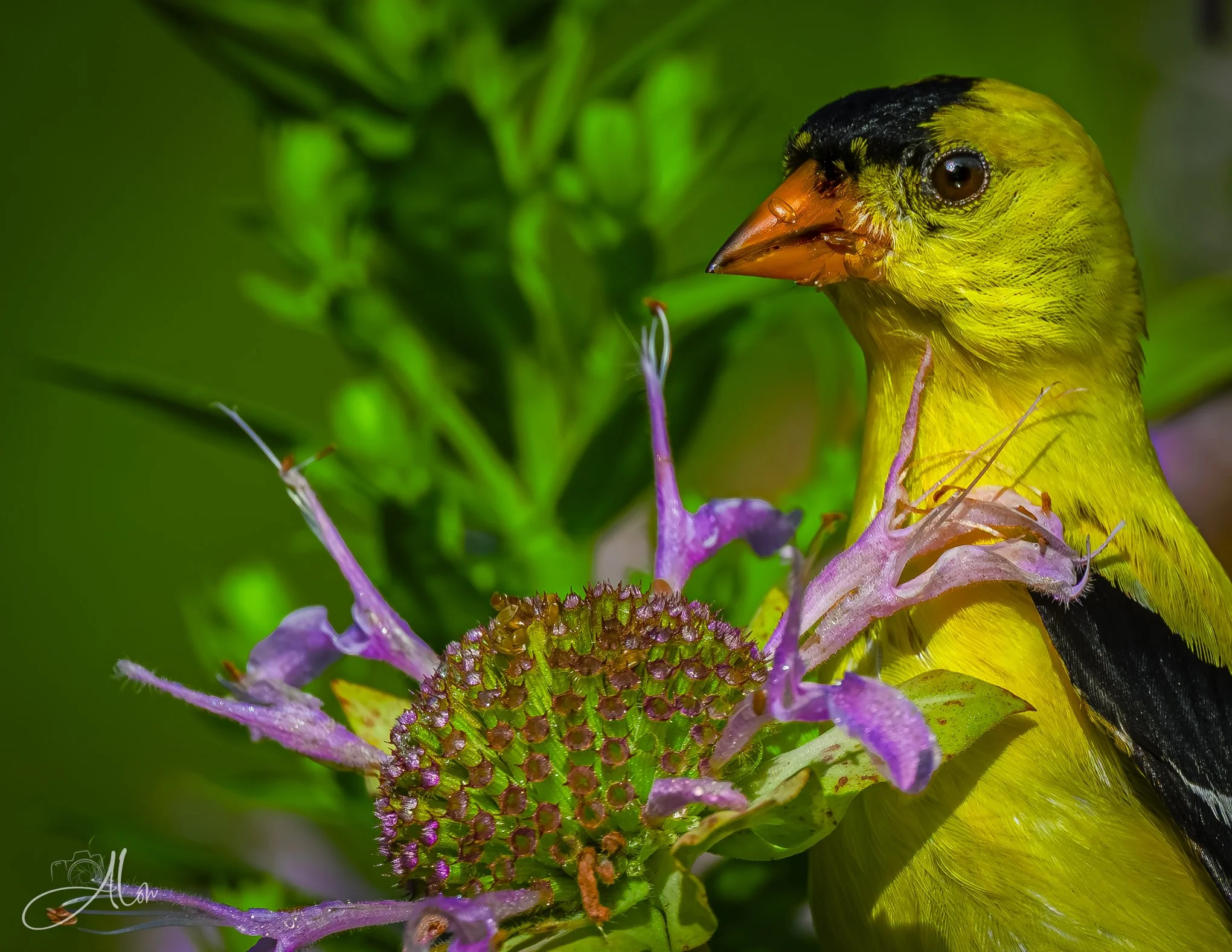 A Slight Pause (American Goldfinch) _0Z80437