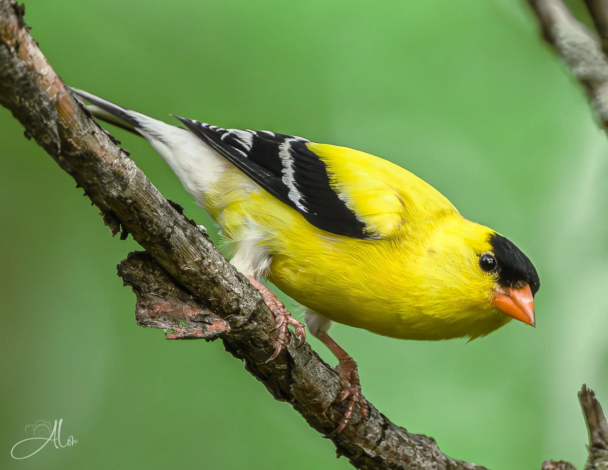 Red Handed (American Goldfinch) 0Z83674