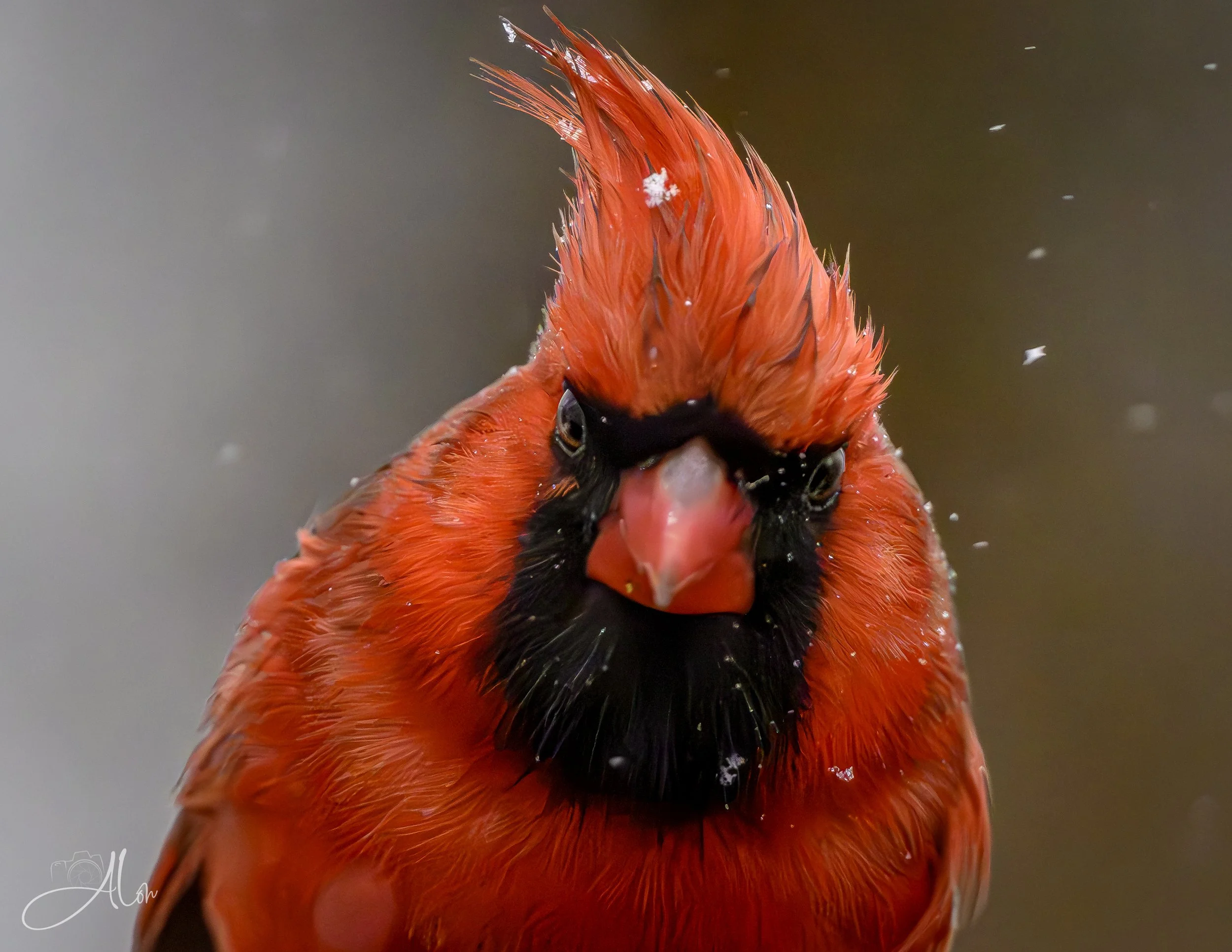 Visine Won't Help (Northern Cardinal) 0Z86837