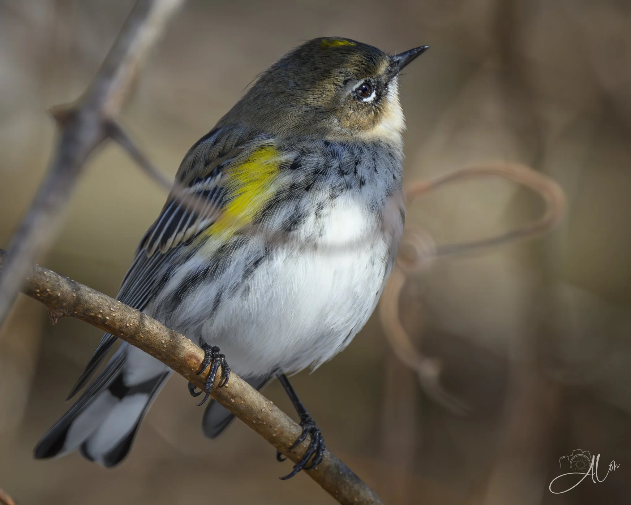 In Attendance
(Yellow Rumped Warbler)
0Z89987
