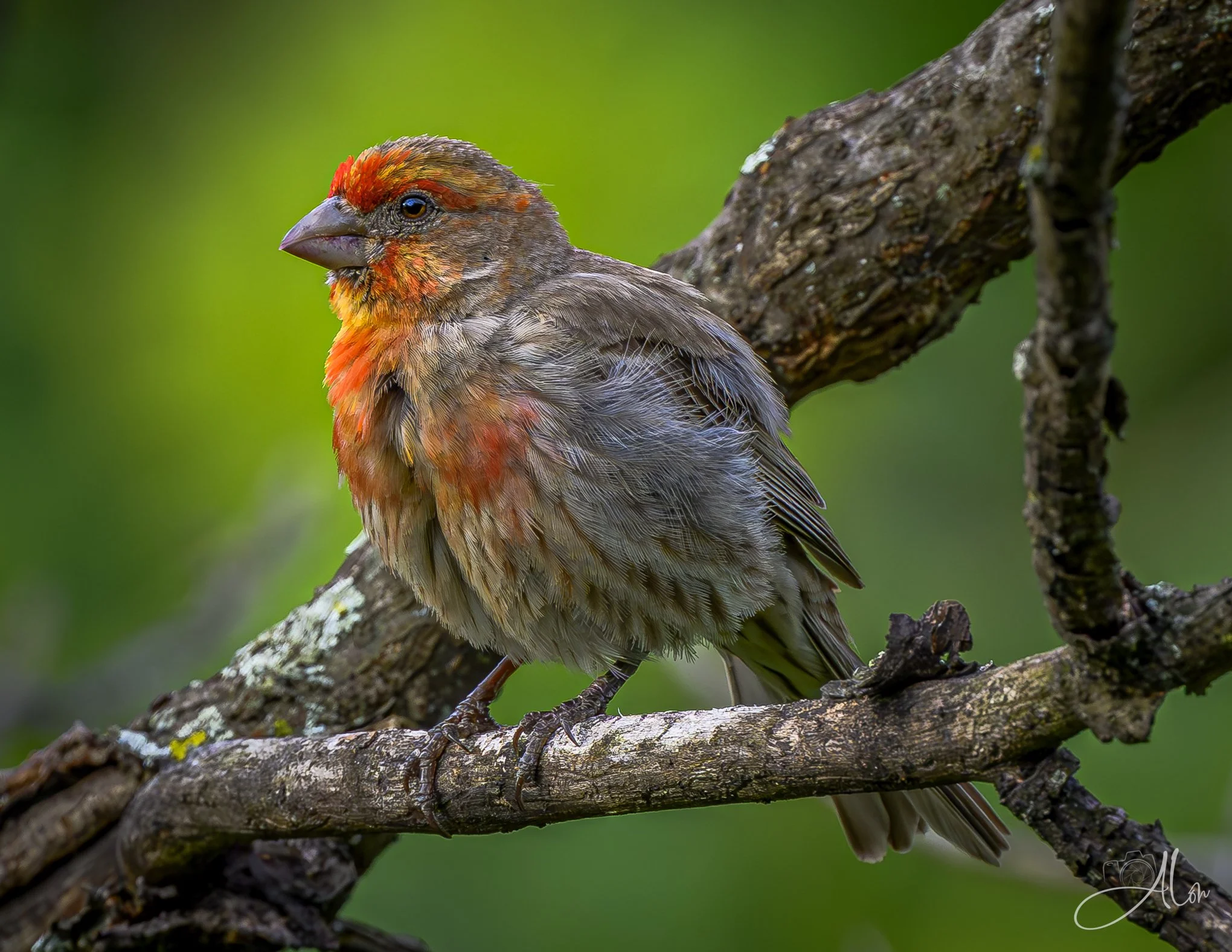 On Fire (House Finch) 06-19-26_0Z8_4711