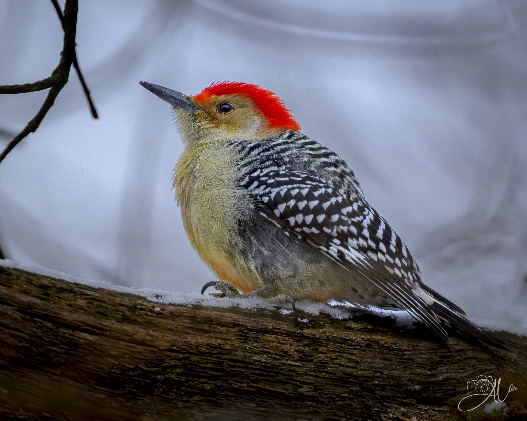 My Comfort Zone
(Red-Bellied Woodpecker)
0Z82581