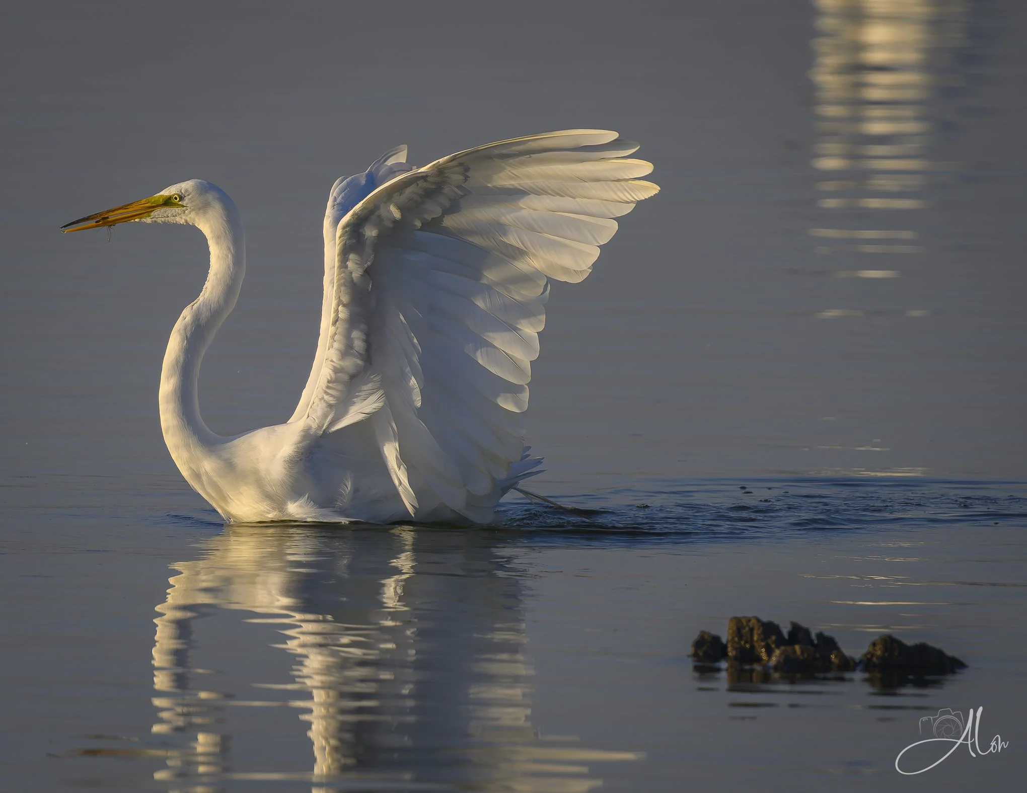 Swan Imitation (Great Egret) Z8070226_9835