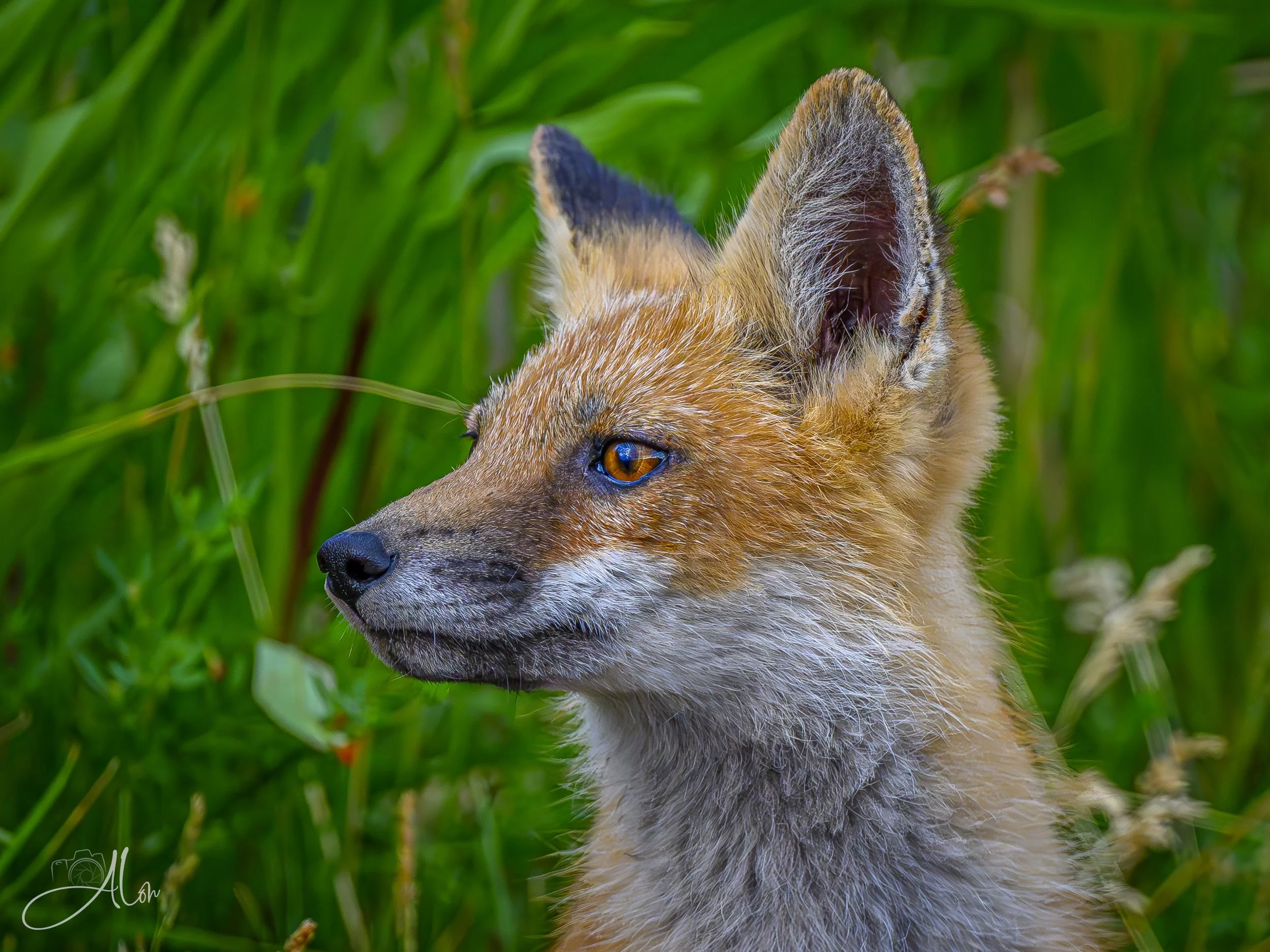 Red Fox