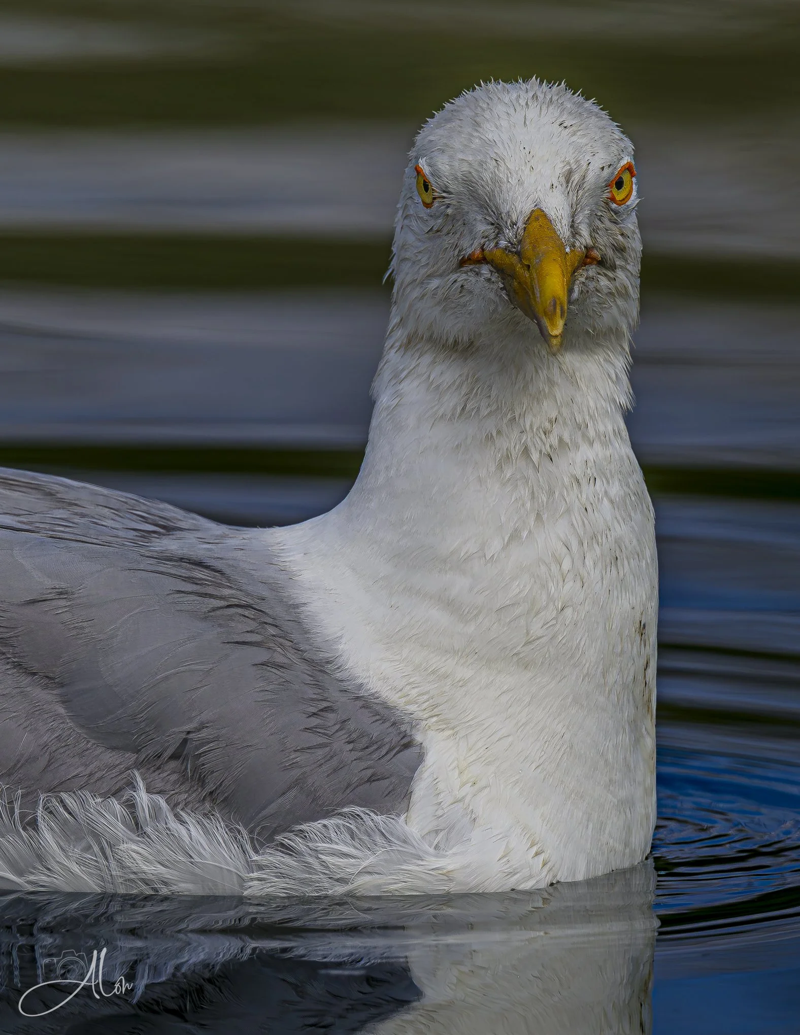 Not Gullible (American Herring Gull) _0Z82237
