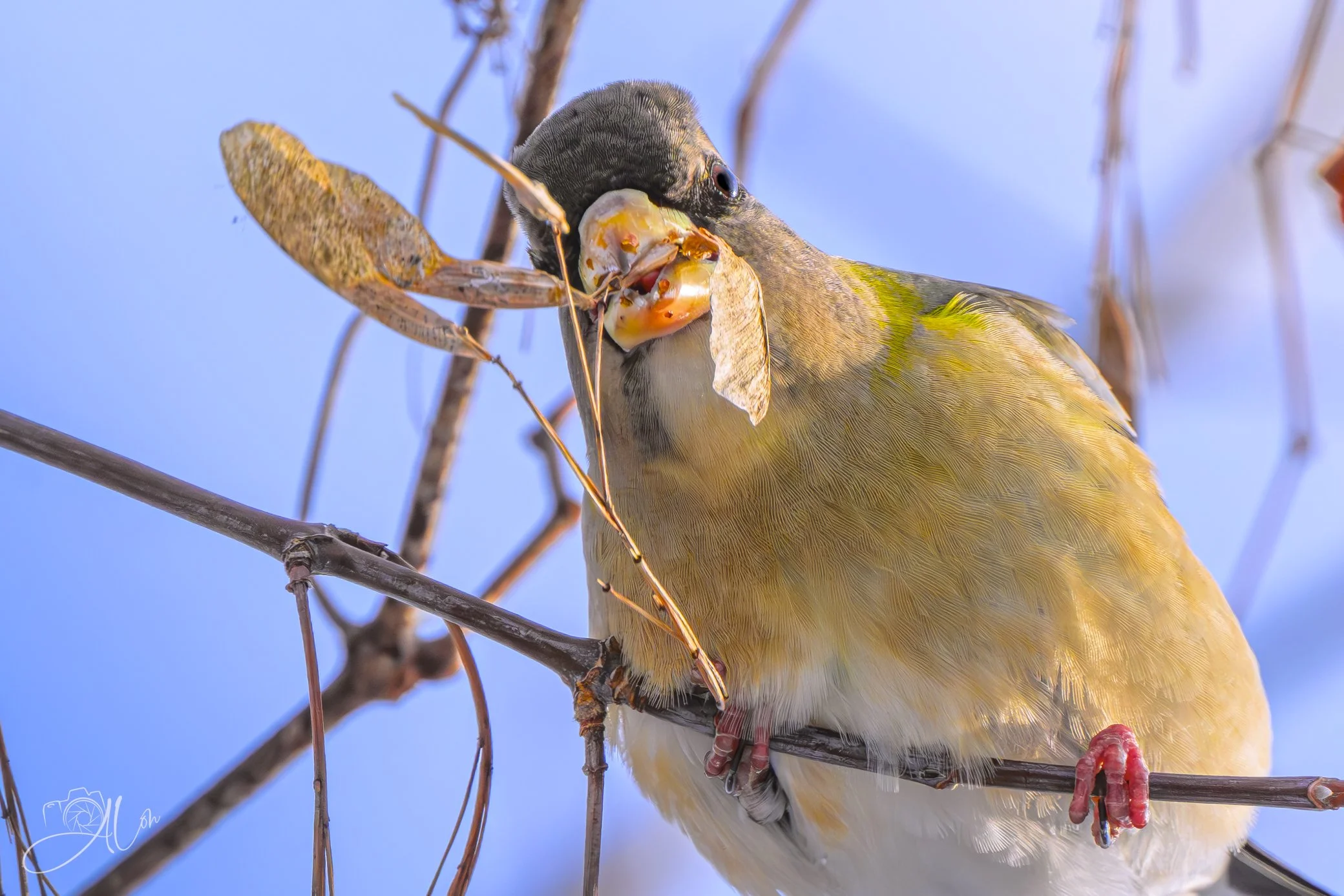 A Bigger Bouquet
(Evening Grosbeak)
0Z83338