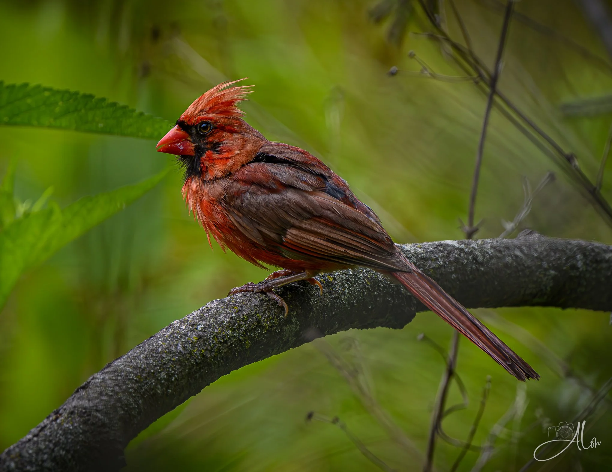 Quilted Northern (Northern Cardinal) Z8062726_3799