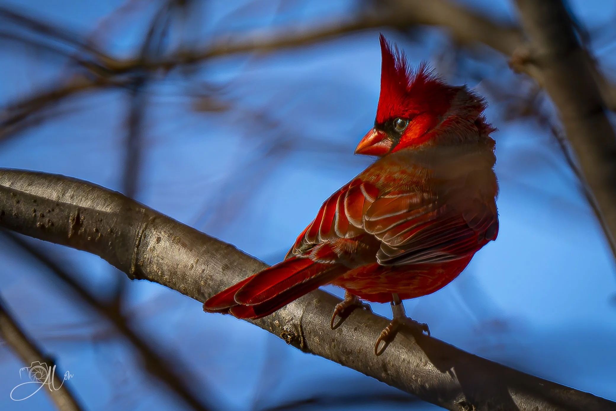 Get the Red Out!
(Northern Cardinal)
0Z85666