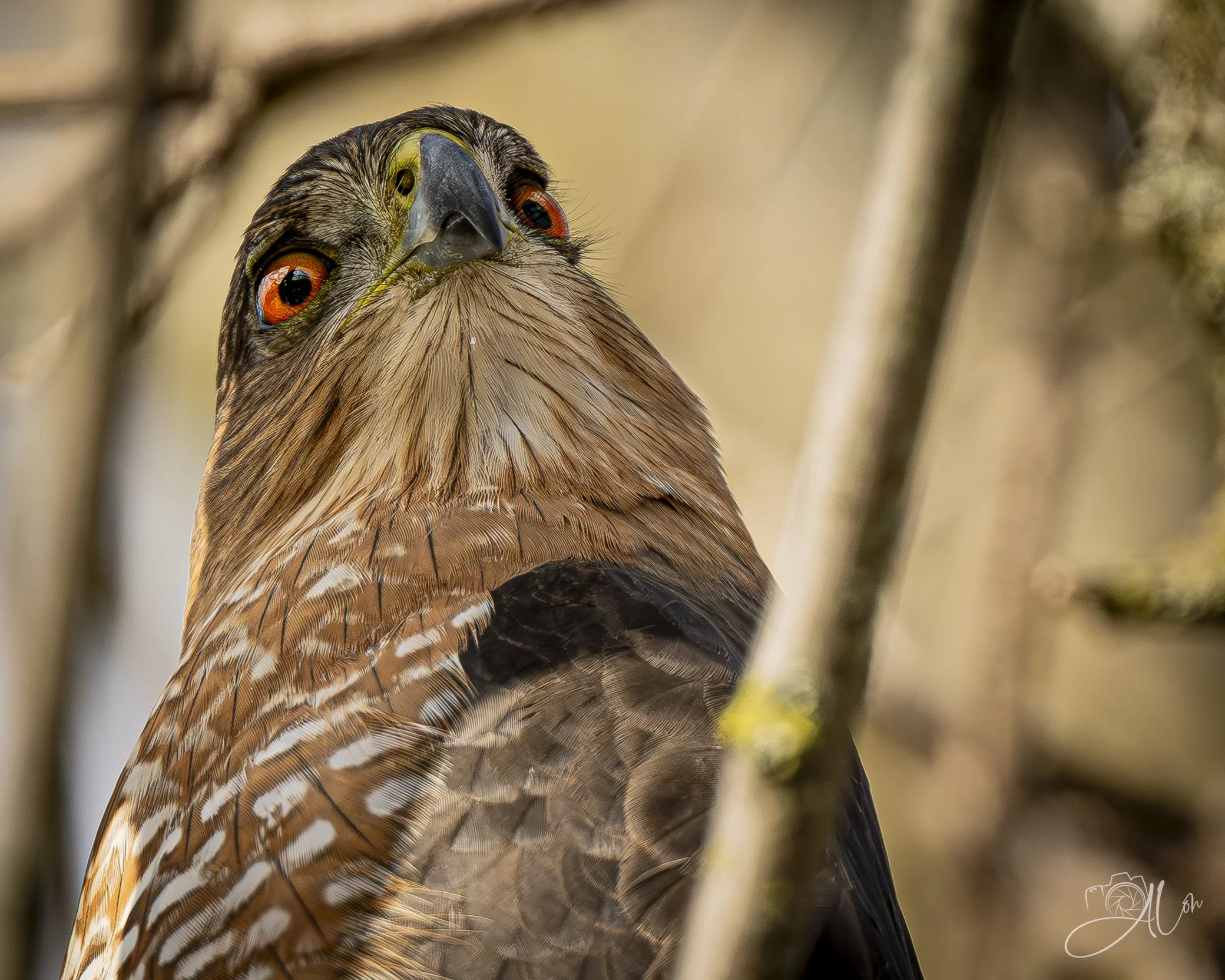 Cold Shoulder
(Cooper's Hawk)
0Z84691