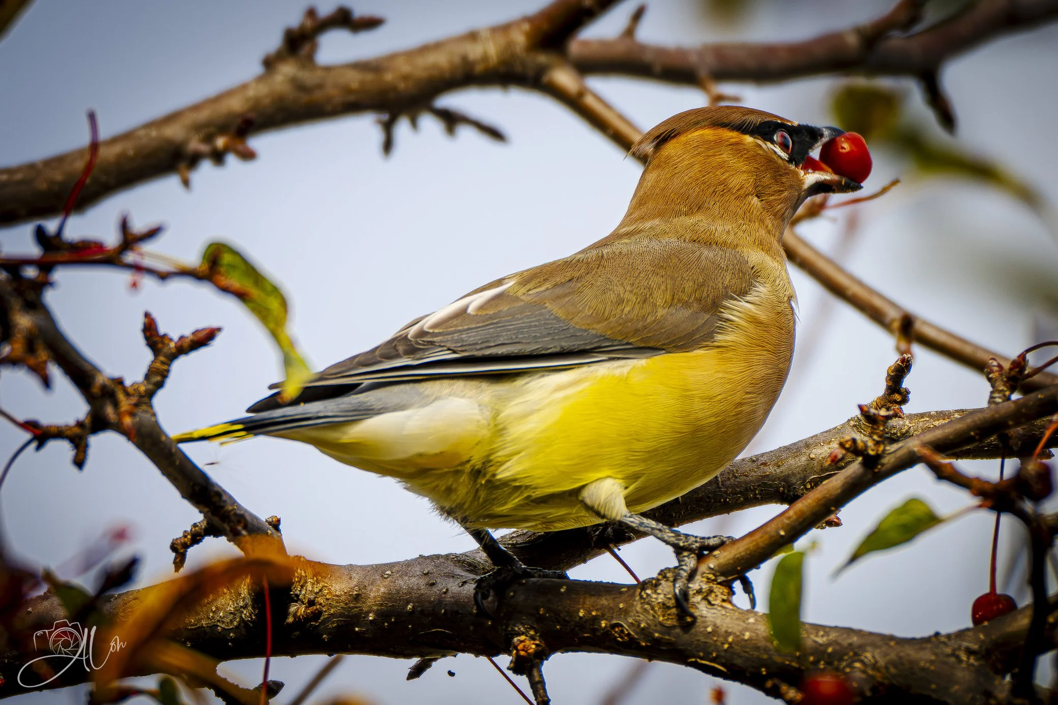 El Bandido
(Cedar Waxwing)
0Z84455