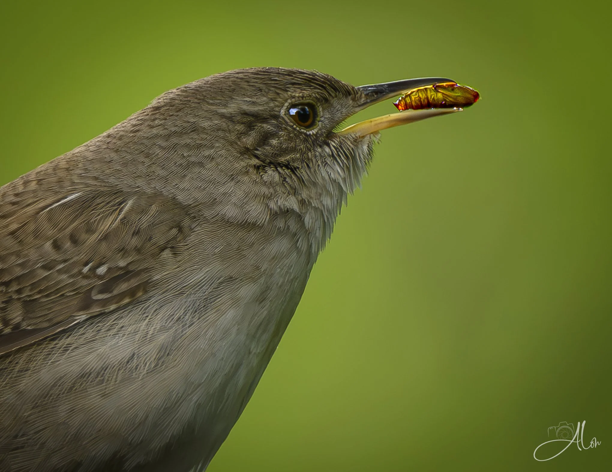 Dilated Pupae (Northern House Wren) 0Z81971