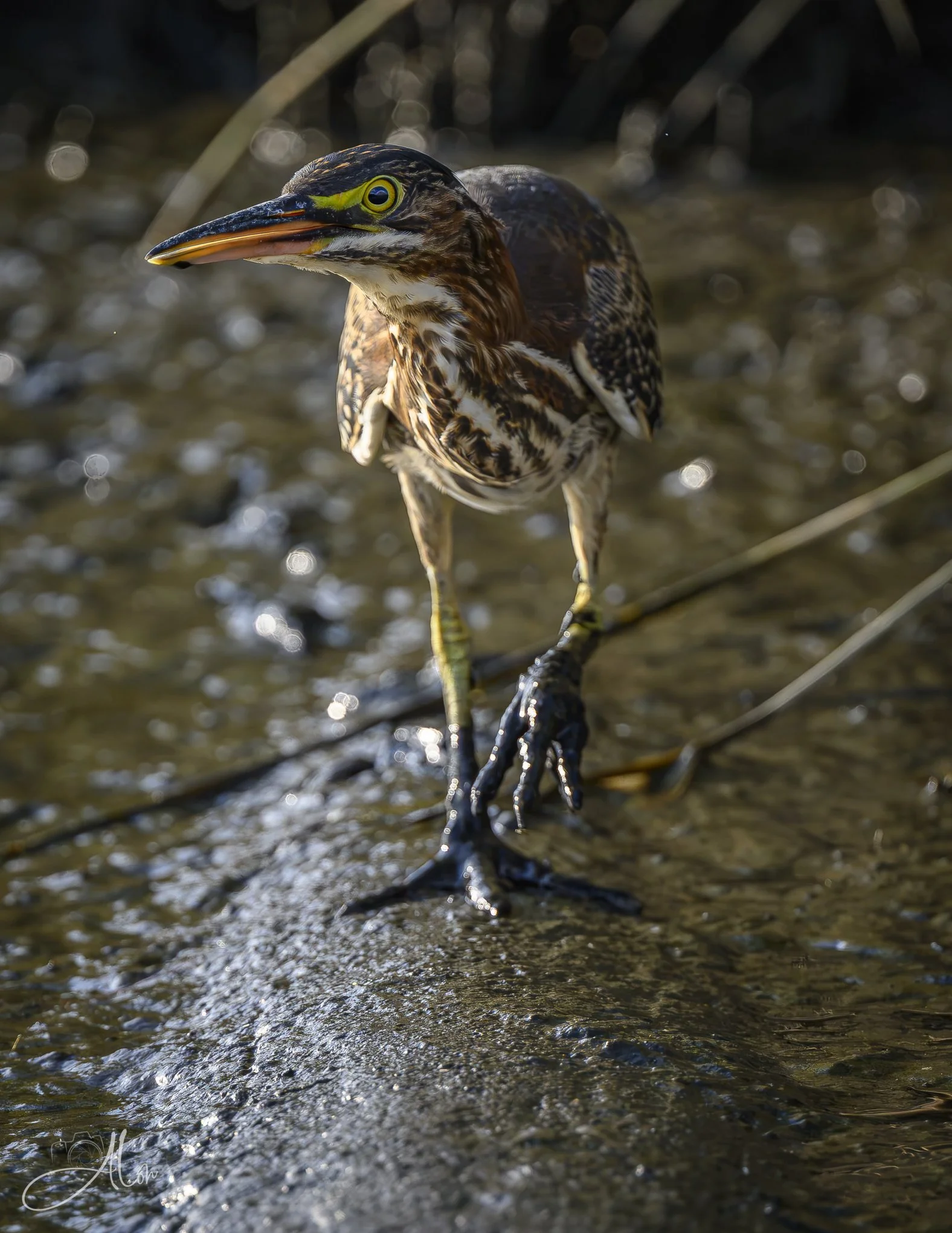 Coming Atcha! (Green Heron) 082826_4725