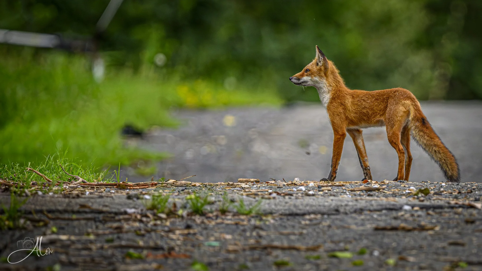 On the Trail (Red Fox) _0Z83571