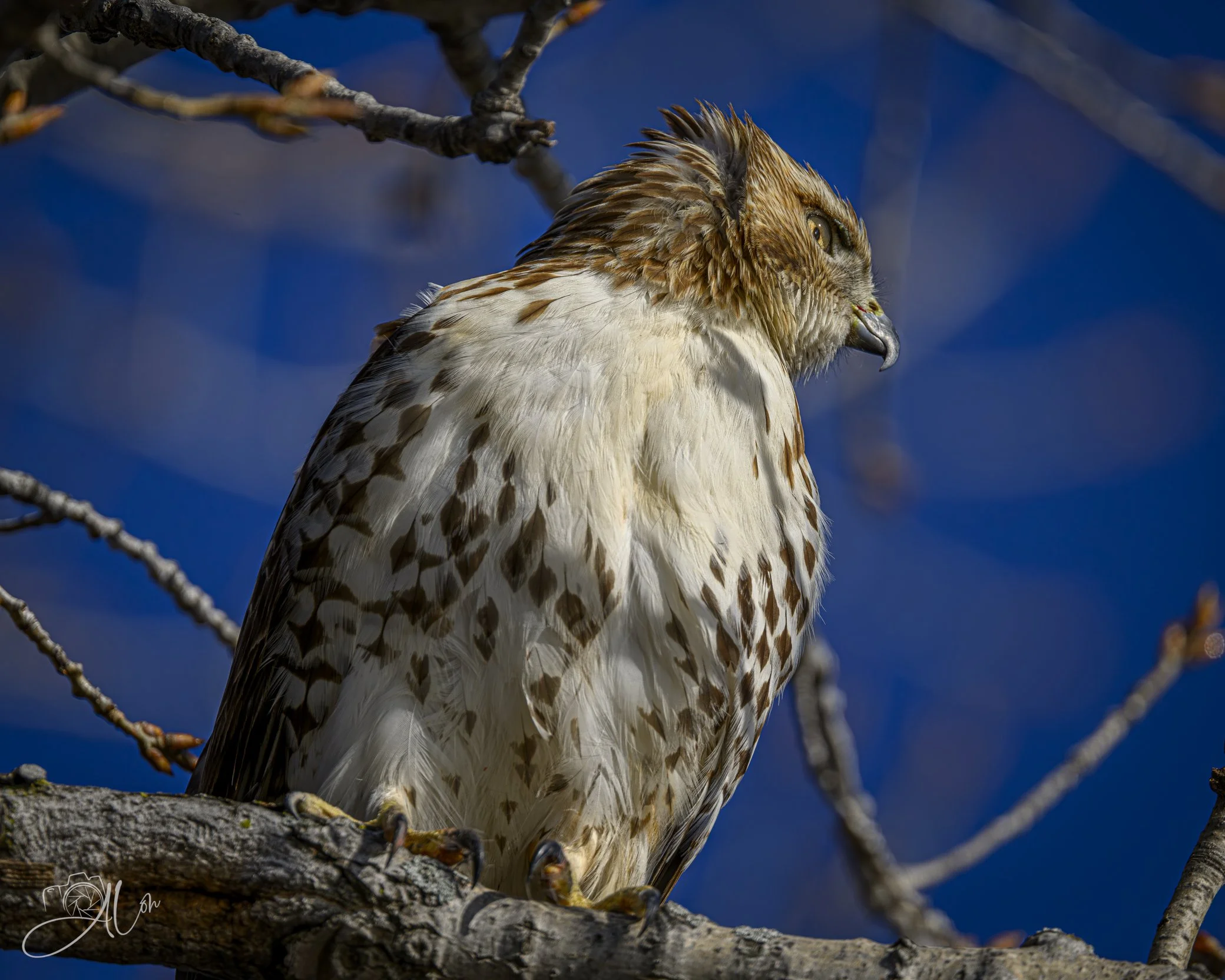 Trying to Ignore You
(Red-Tailed Hawk)
0Z81440