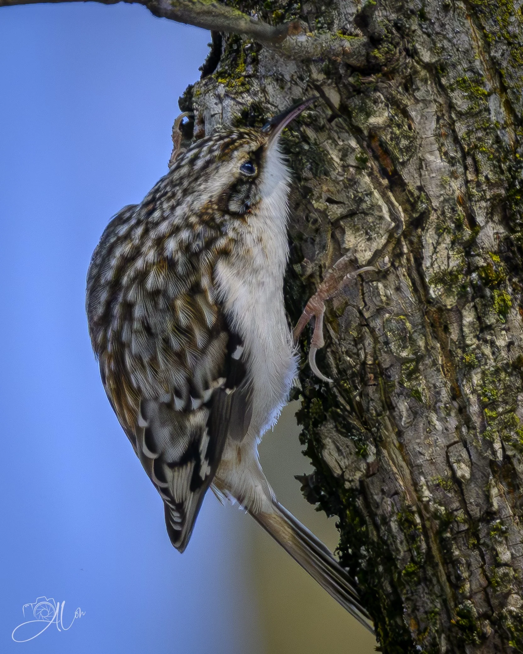 Peter Lorre
(Brown Creeper)
0Z87178