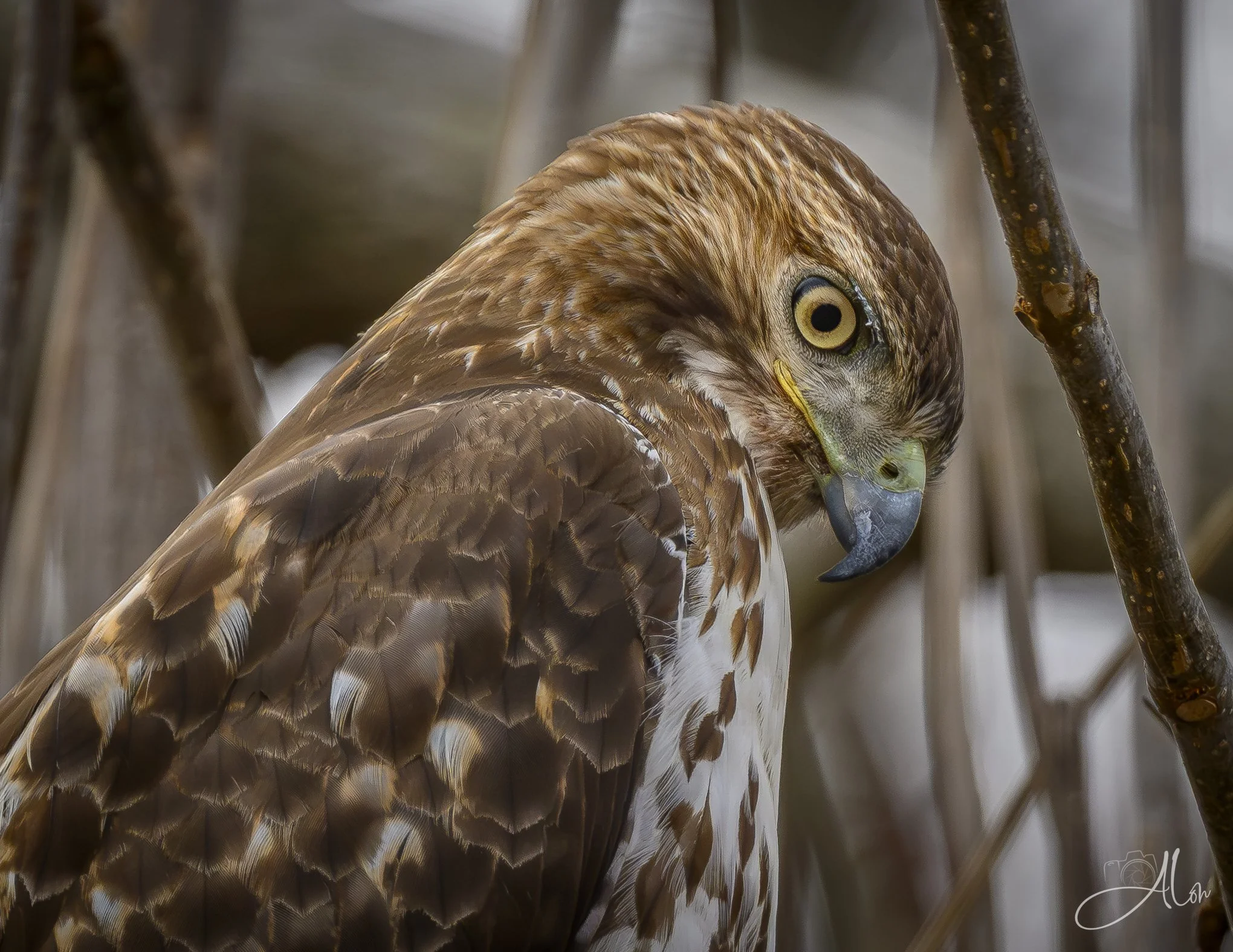 Youthful Indiscretion
(Red-Tailed Hawk)
0Z81365