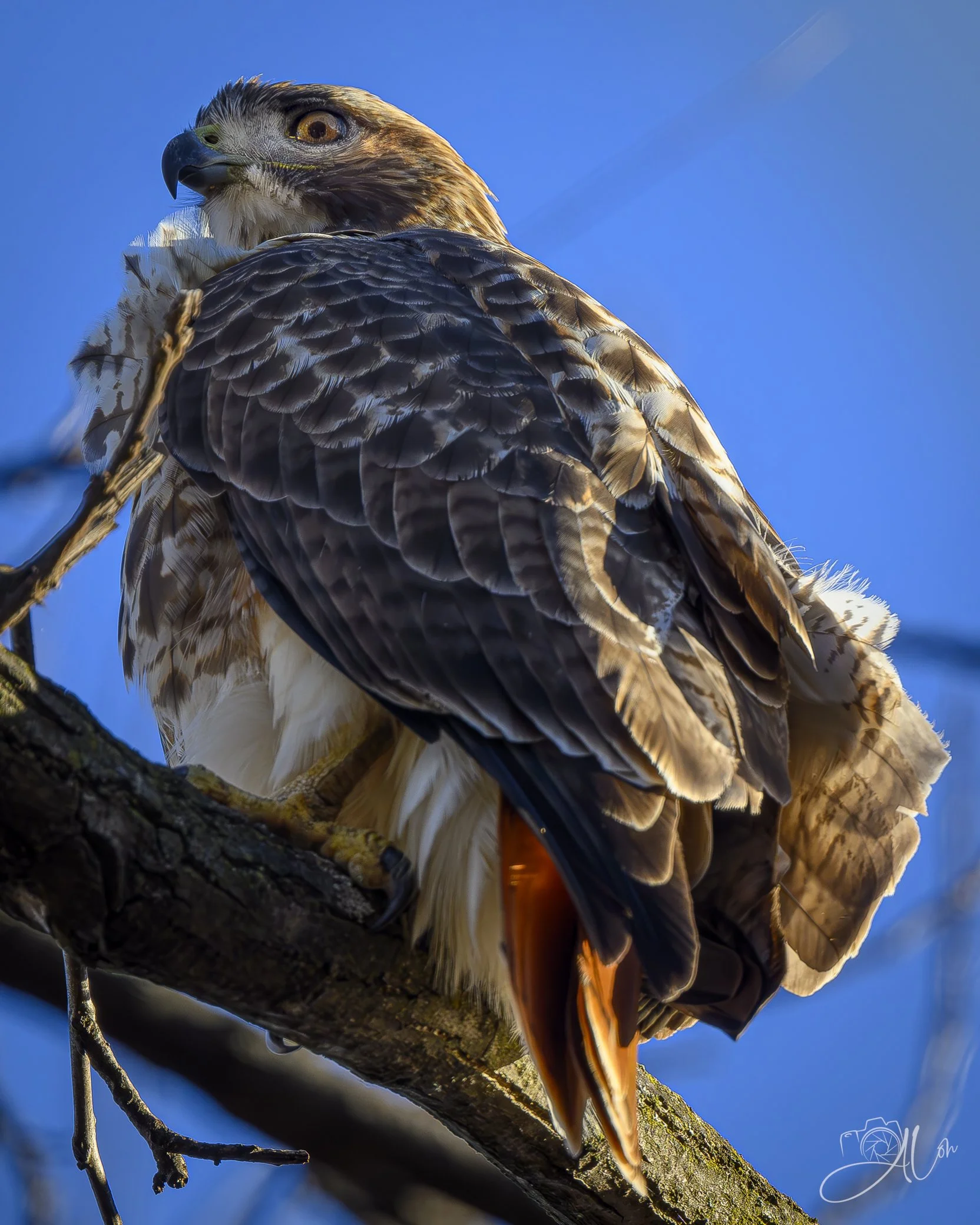 Spray Zone
(Red-Tailed Hawk)
0Z87493