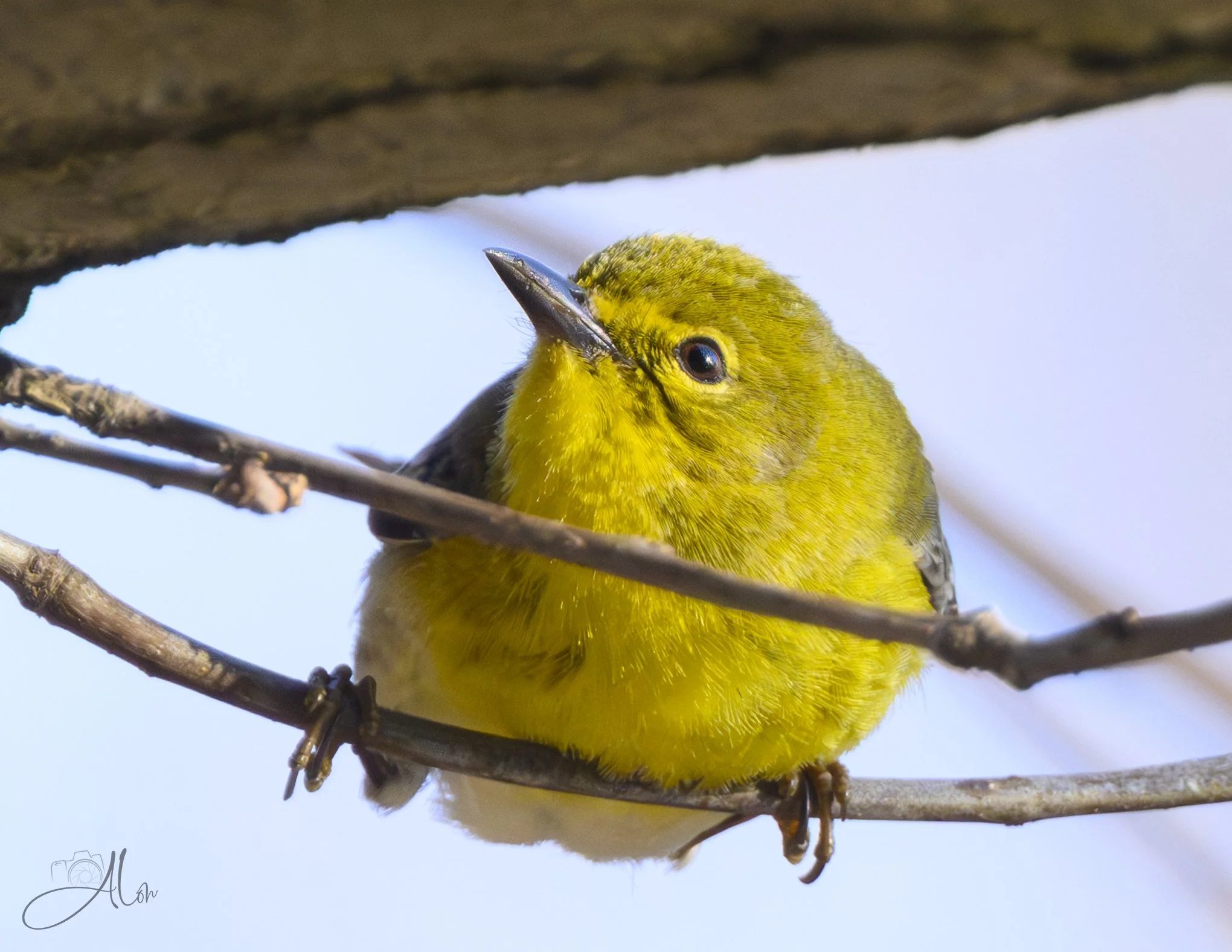 Trapeze Artist
(Pine Warbler)
0Z80126