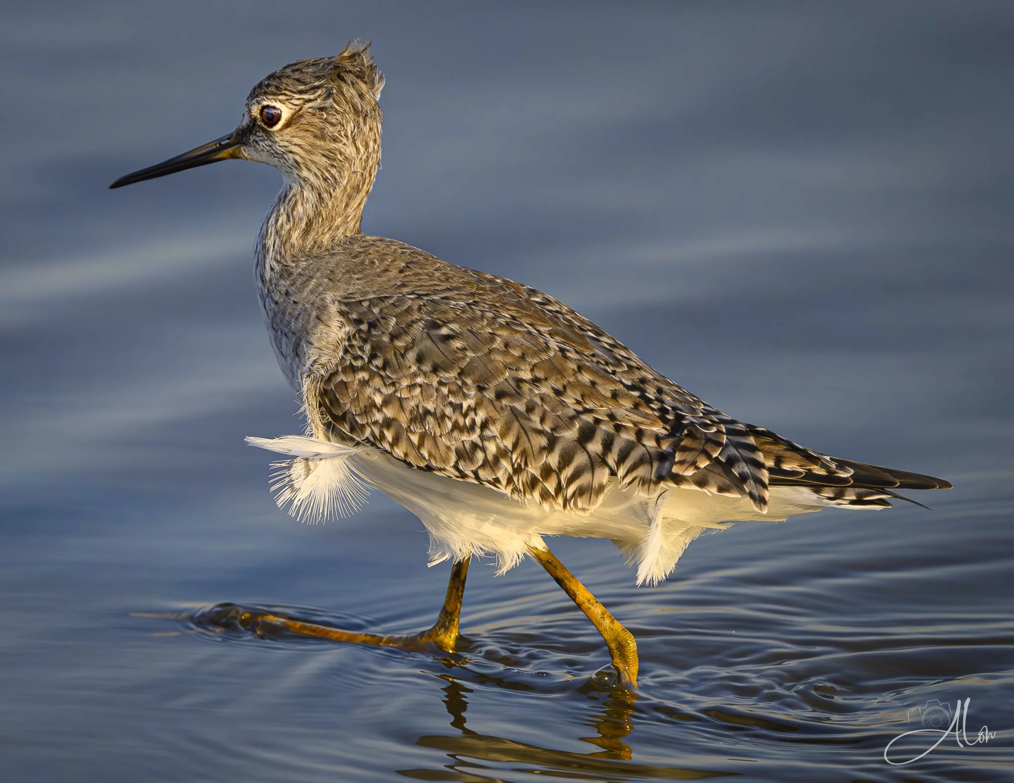 Awkward
(Greater Yellow-Legs)
0Z88337