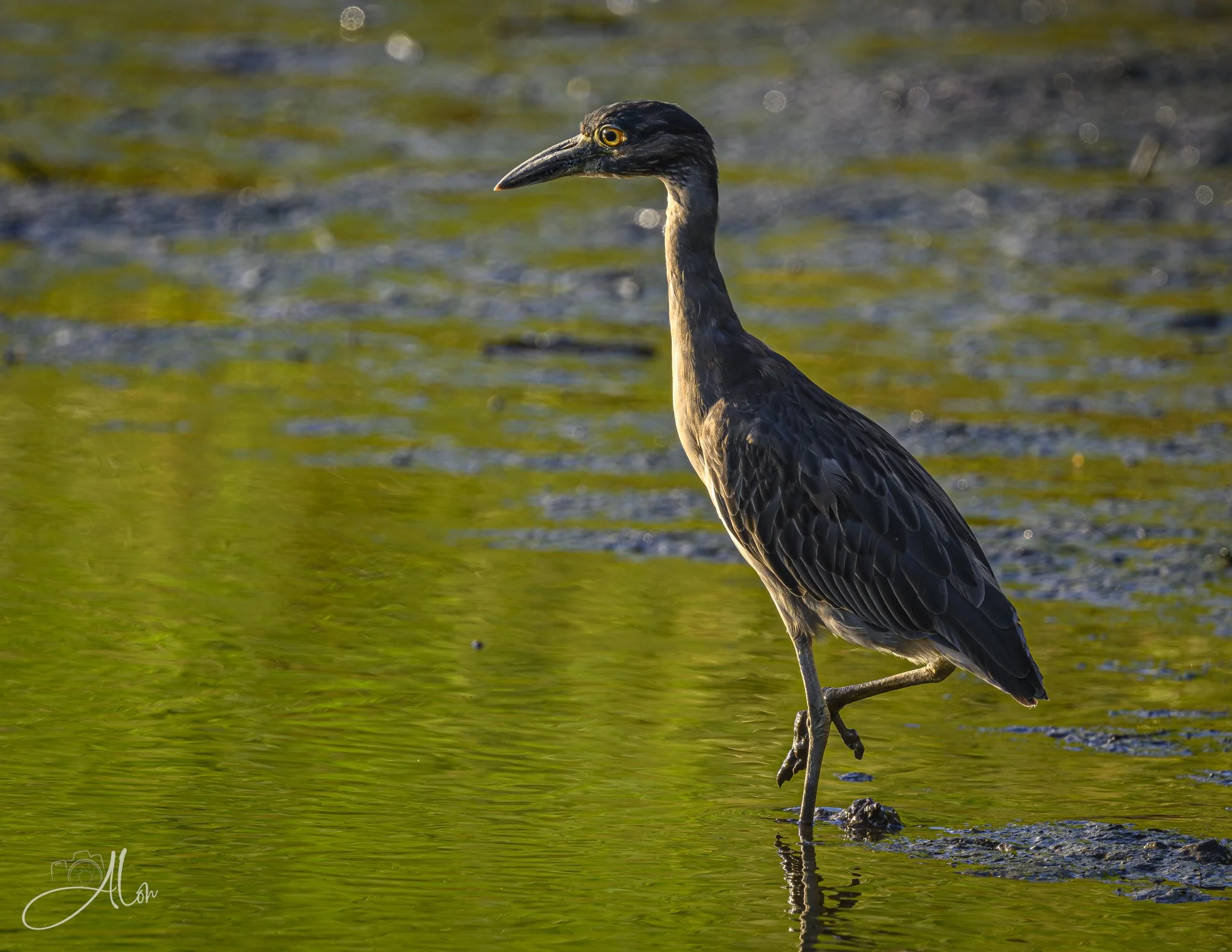 Toxic Avenger (Yellow-Crowned Night Heron) 20260731_0047