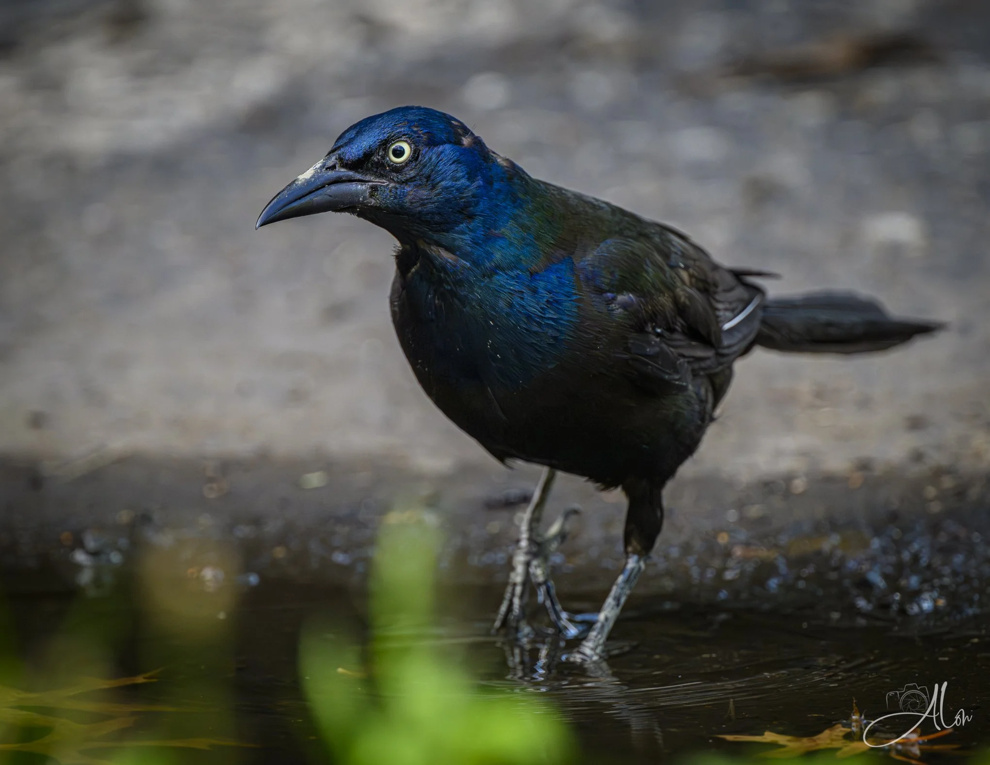 Puddle Jumper (Common Grackle) Z8062926_7305
