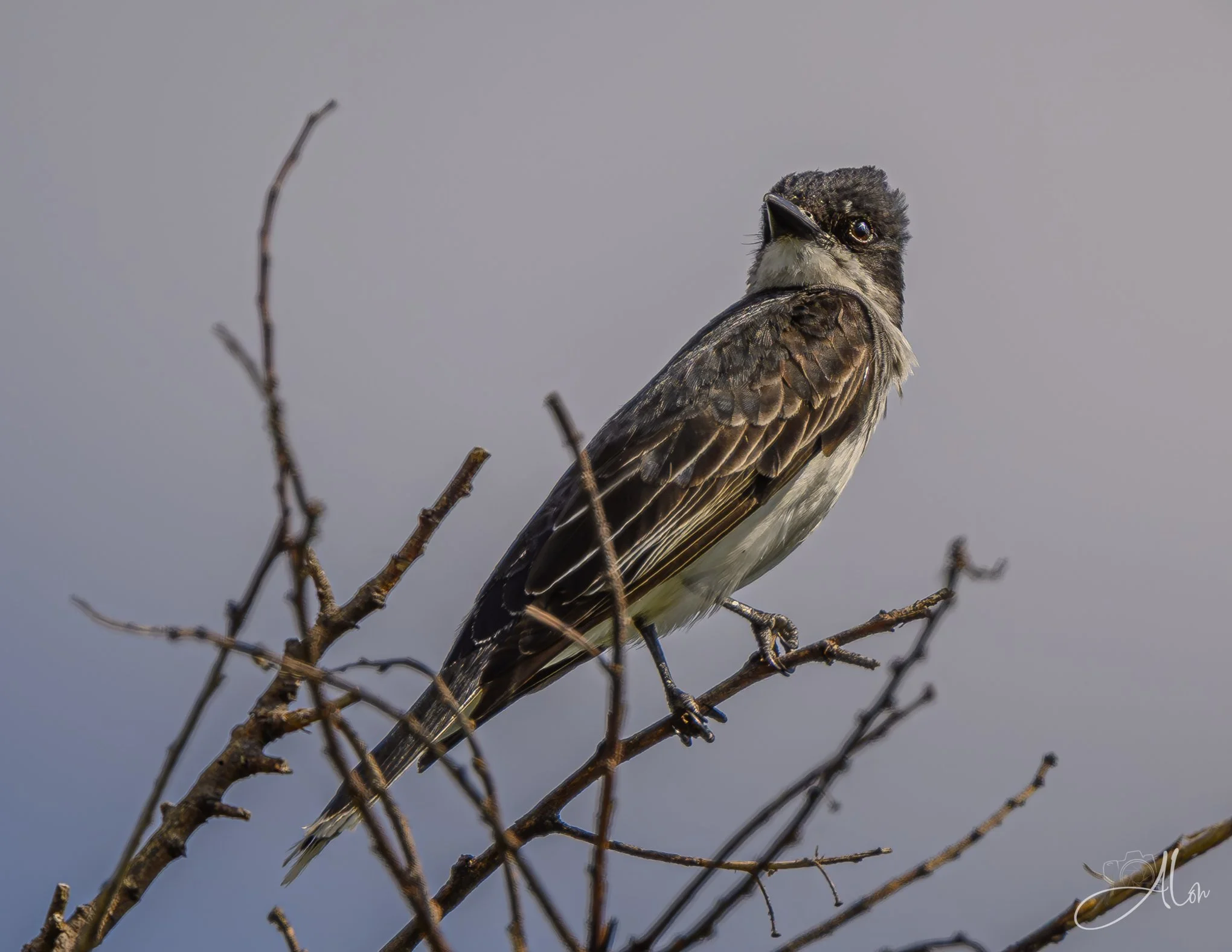 Snob (Eastern Kingbird) Z8062126_9065